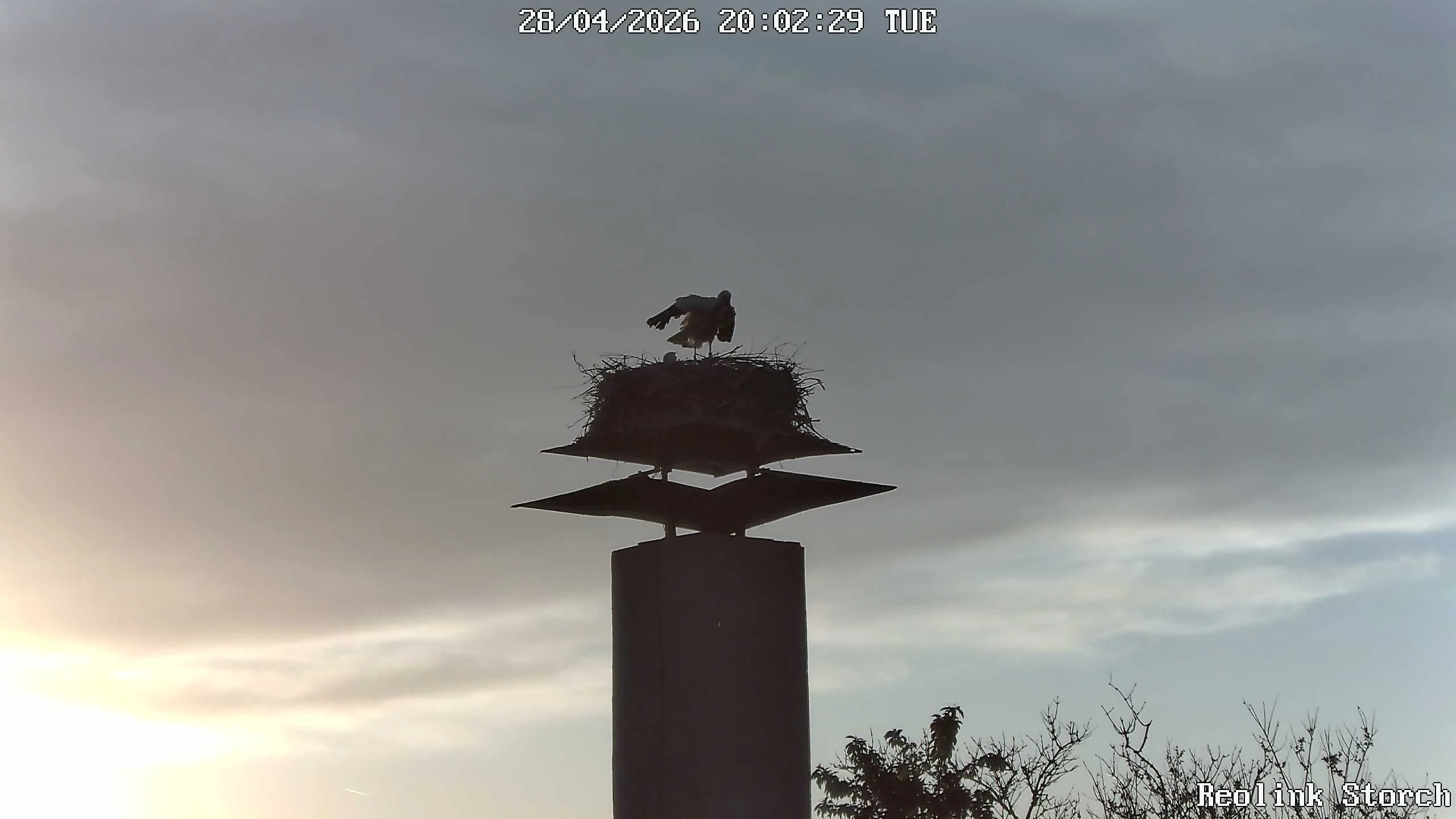 Storchencam Bild