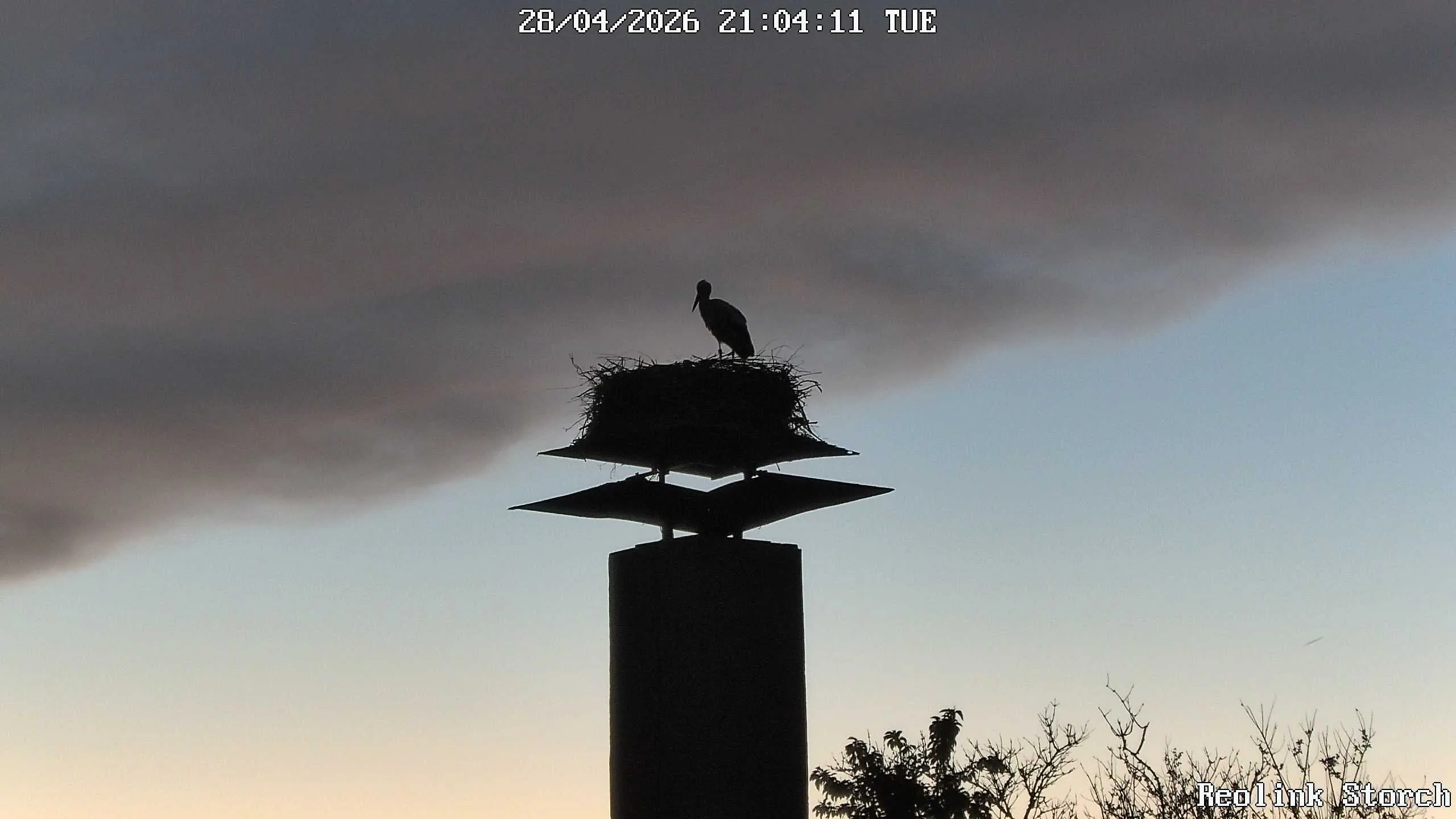 Storchencam Bild