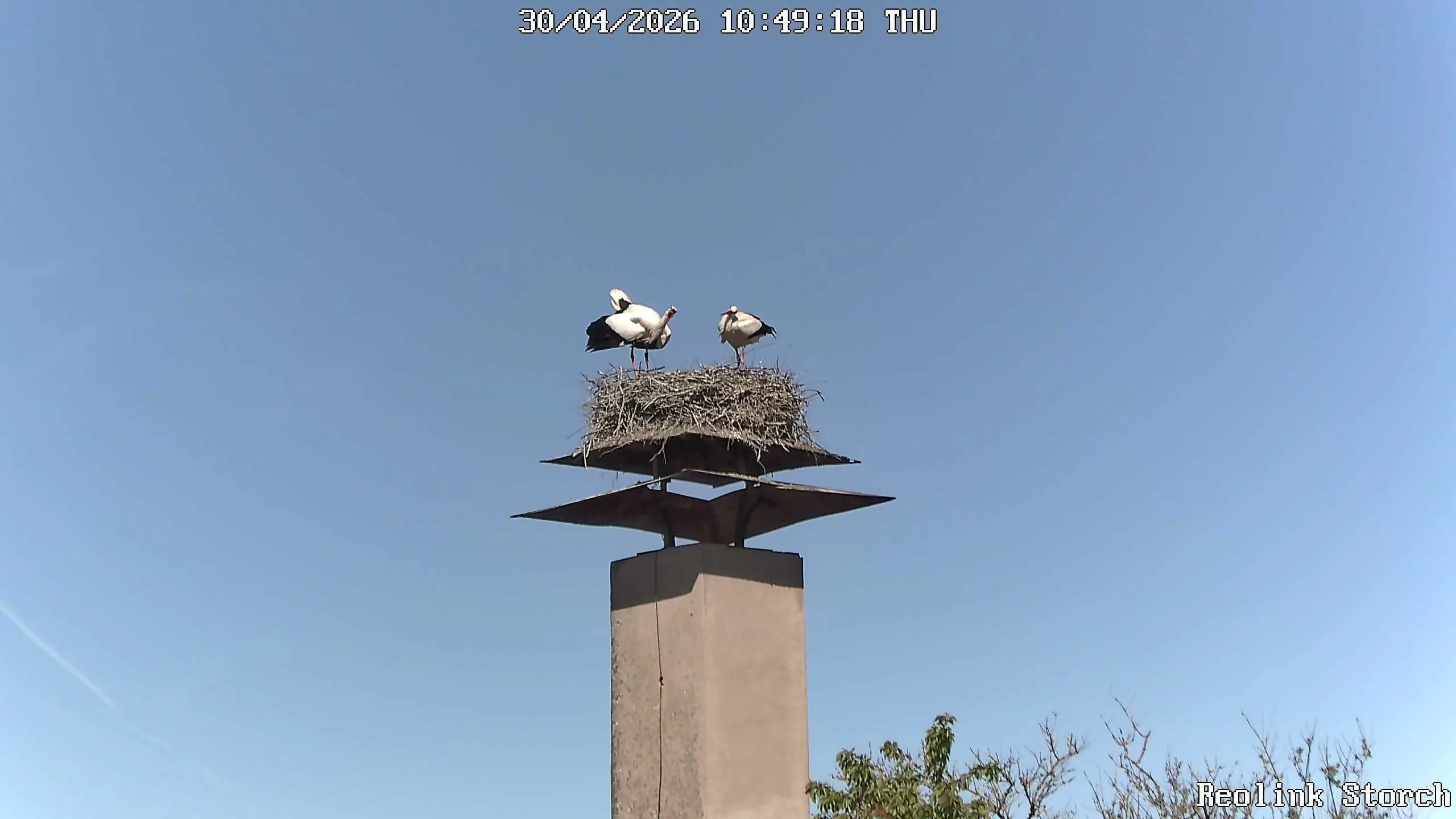 Storchencam Bild