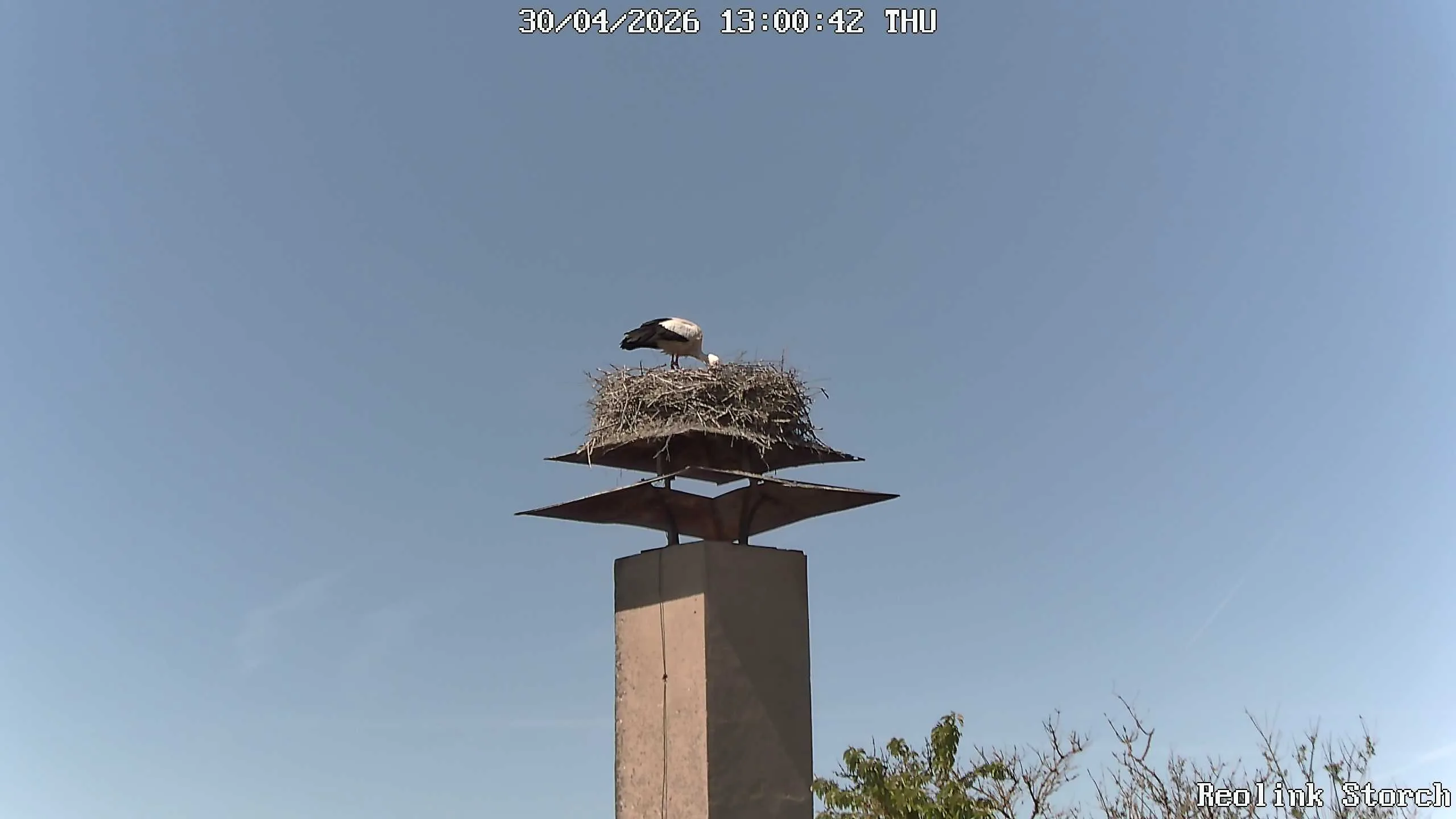 Storchencam Bild