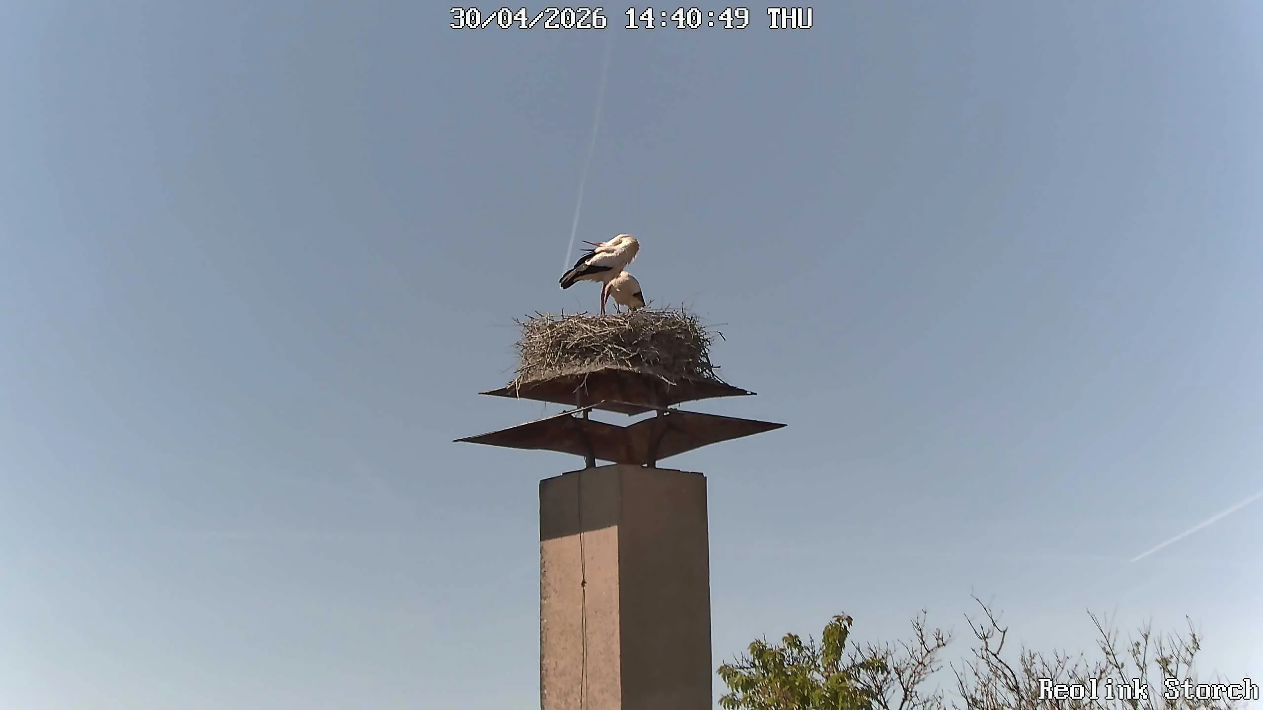 Storchencam Bild