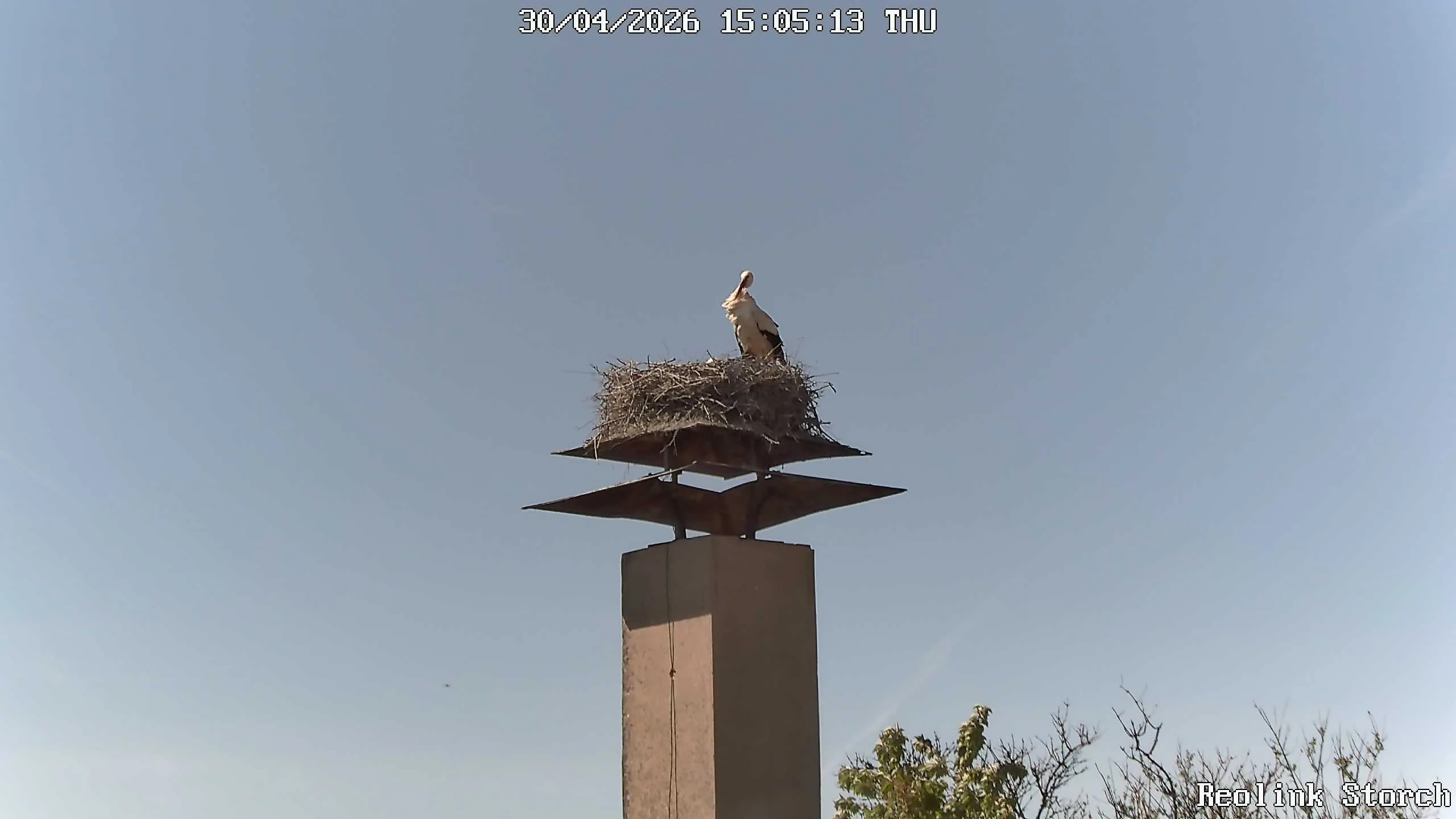 Storchencam Bild