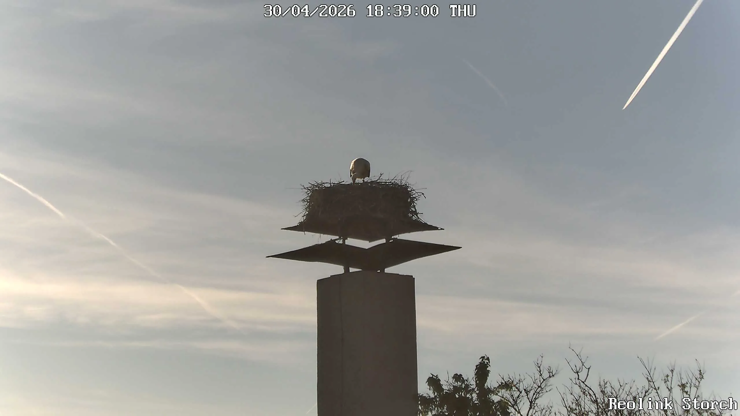 Storchencam Bild