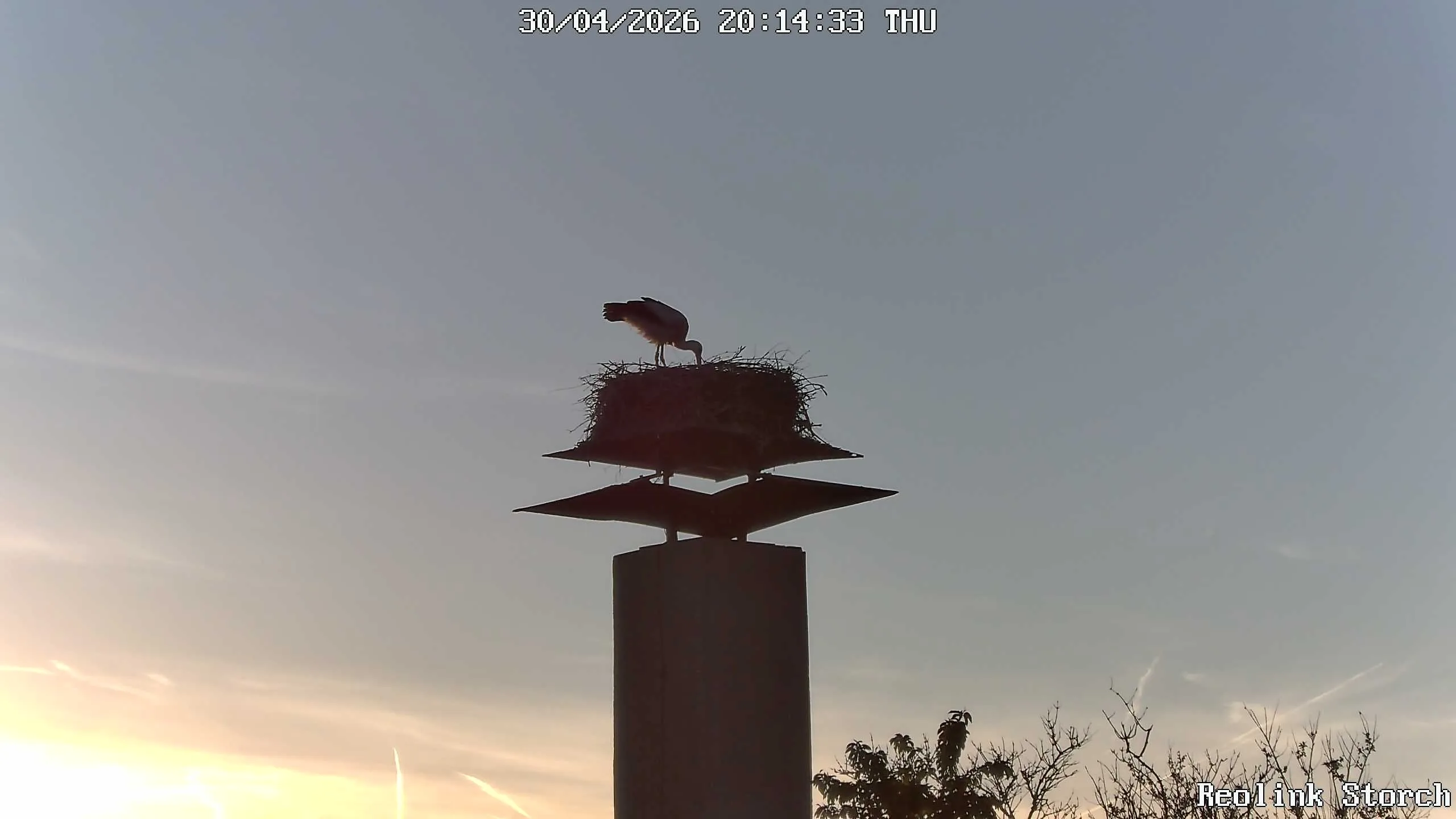 Storchencam Bild