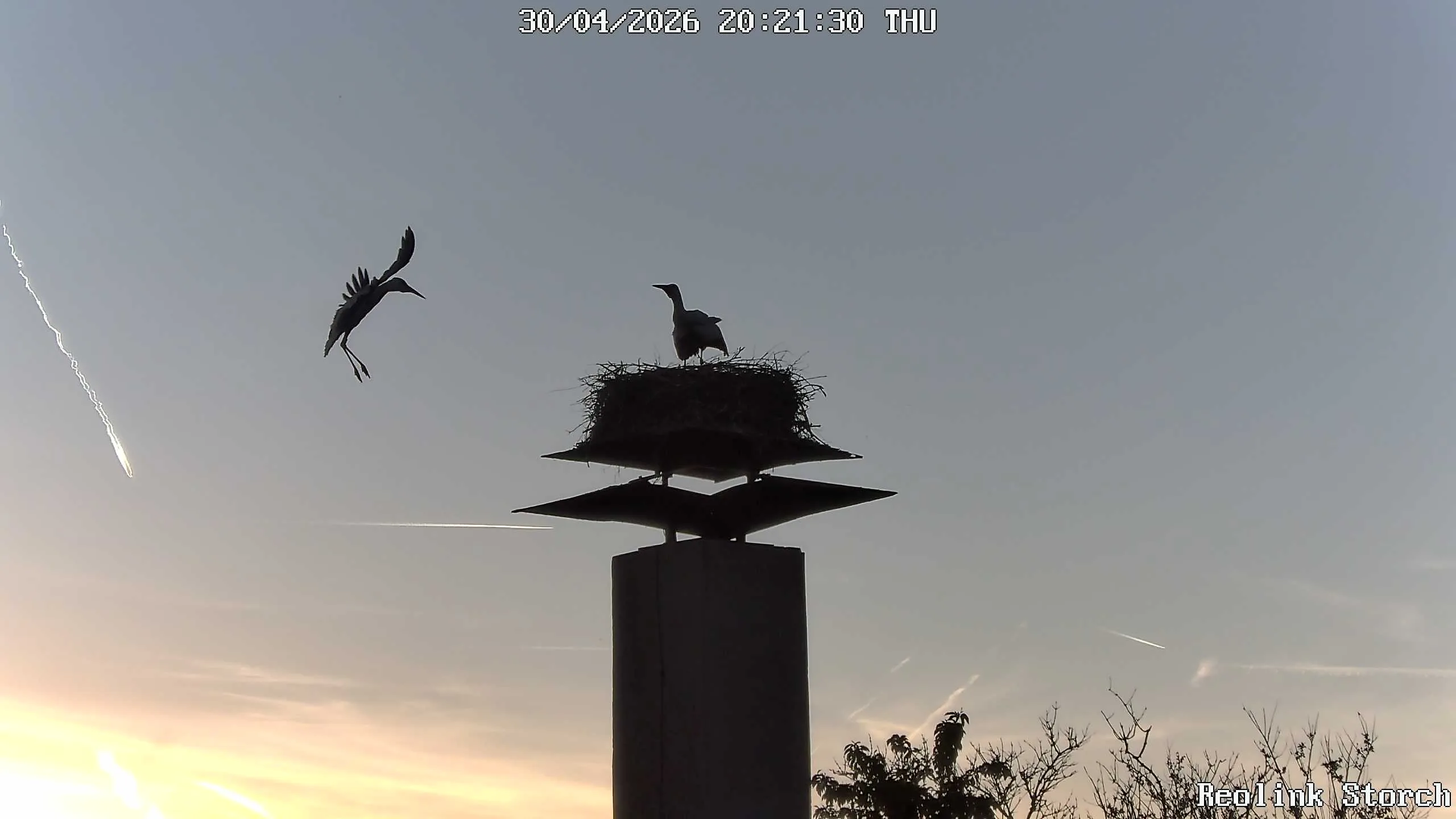 Storchencam Bild