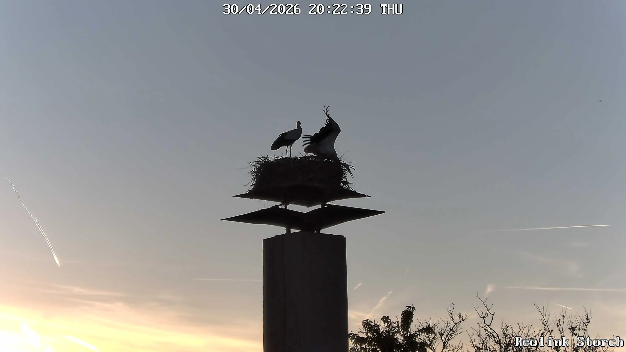Storchencam Bild