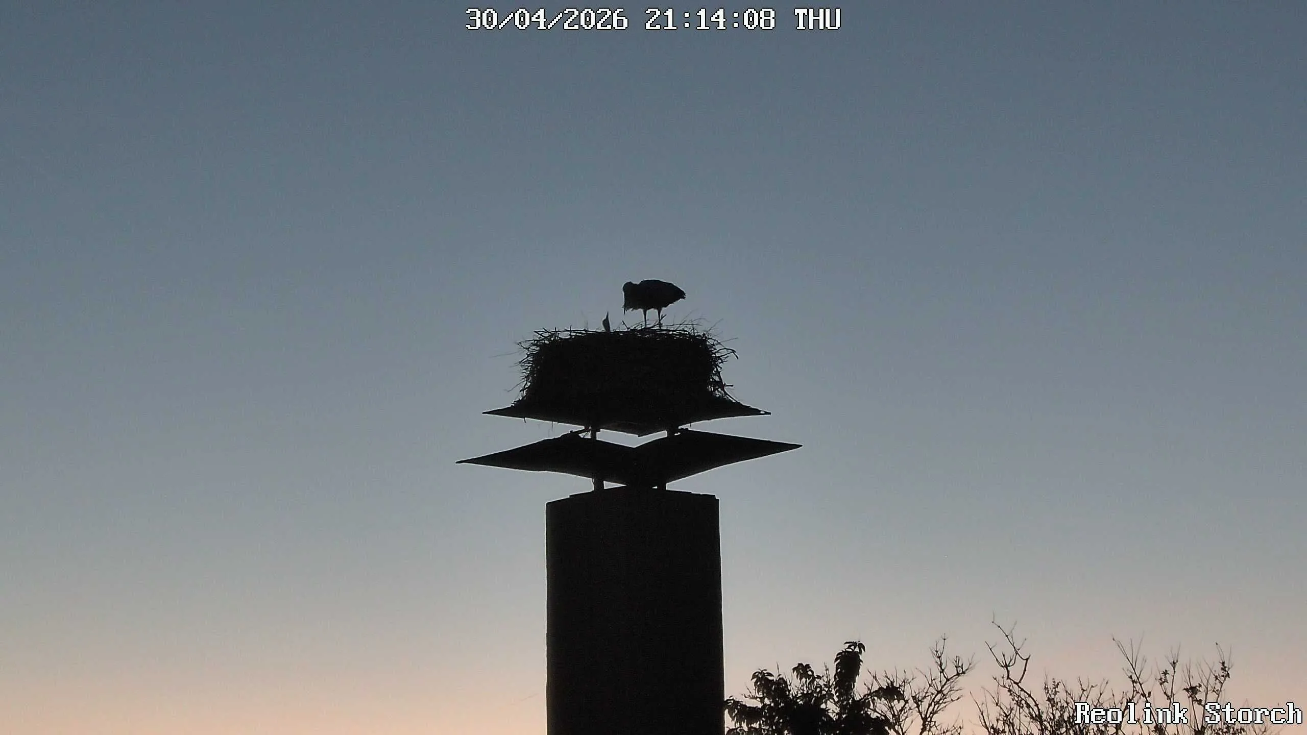 Storchencam Bild