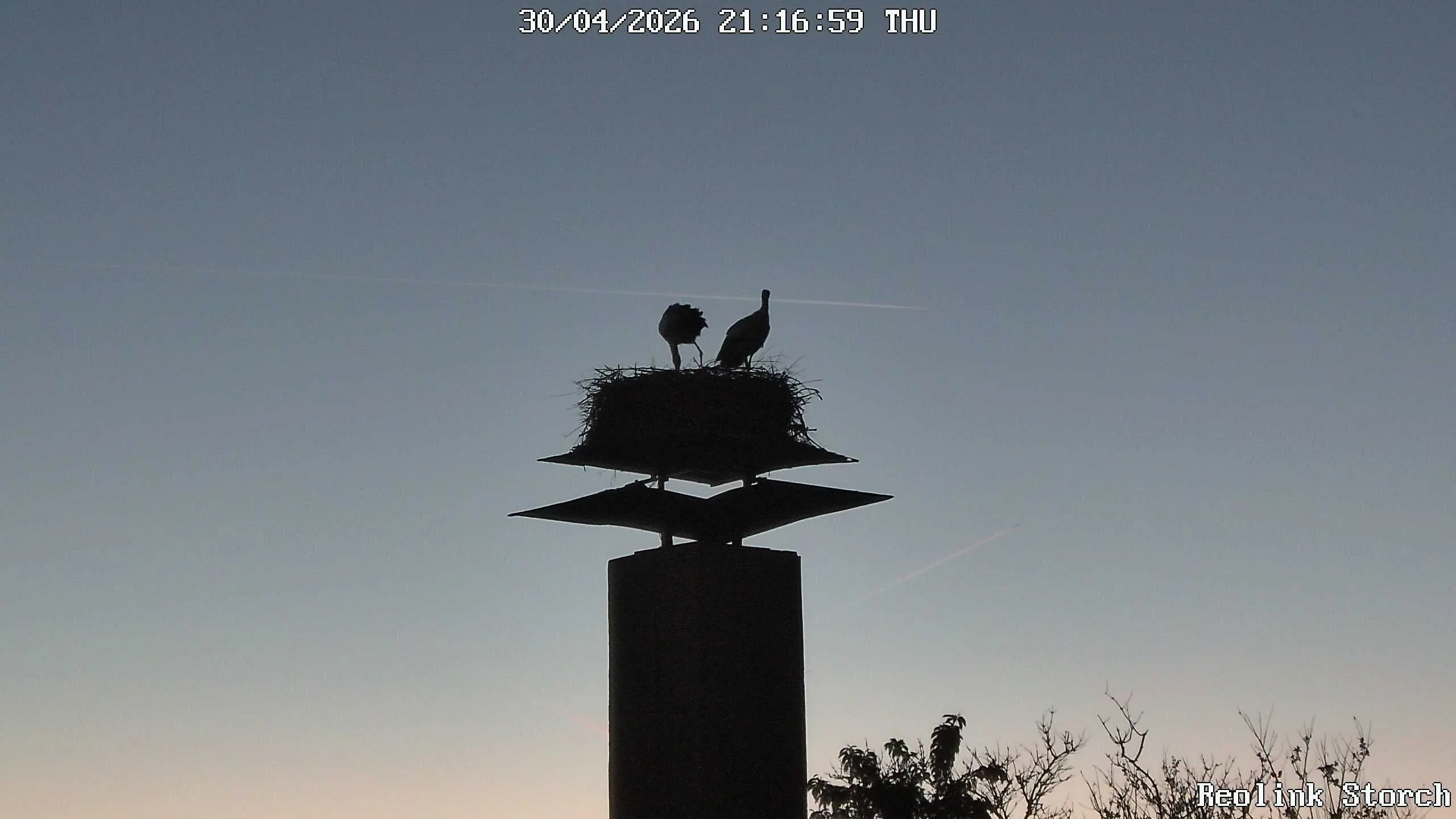 Storchencam Bild