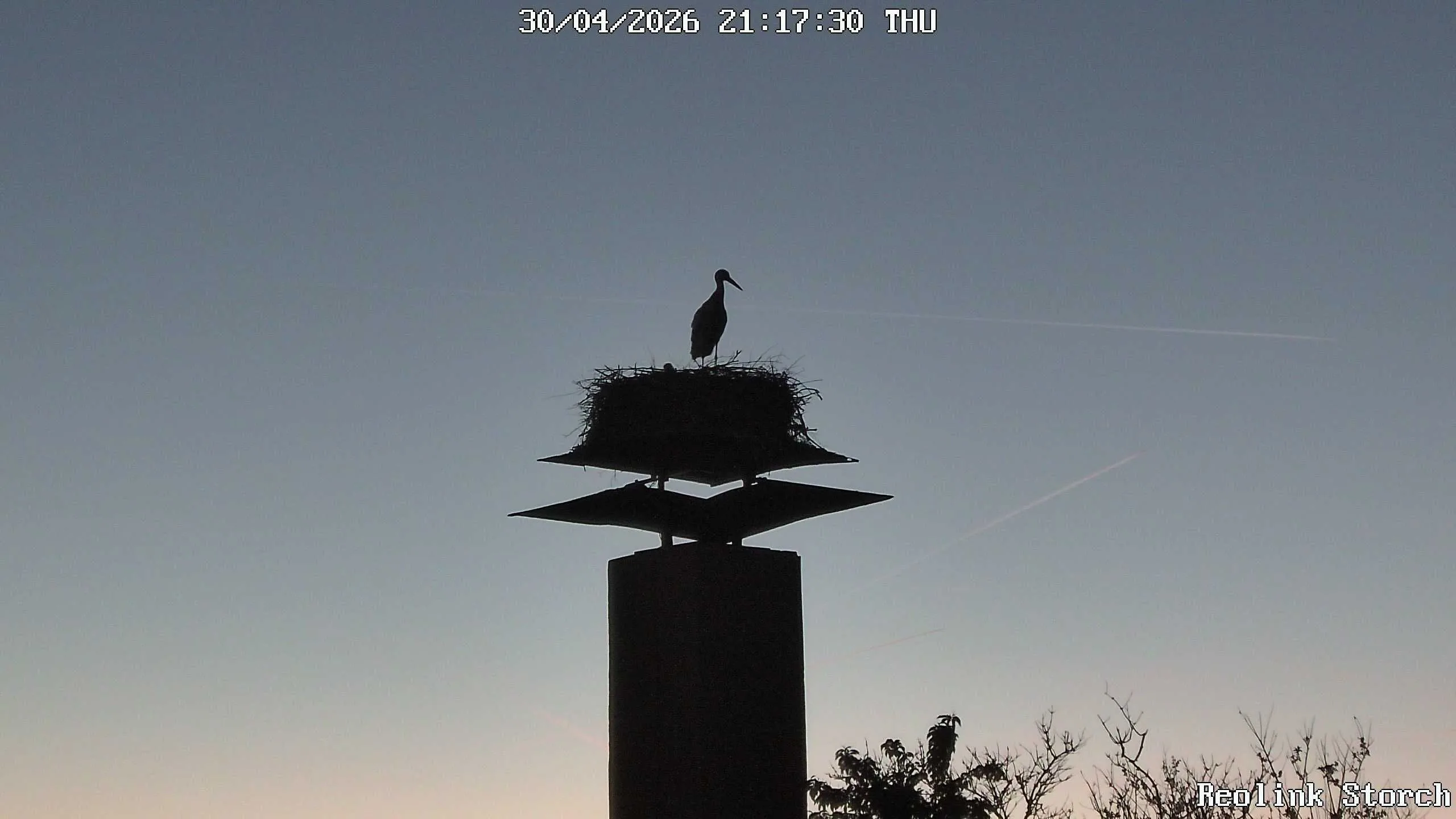 Storchencam Bild