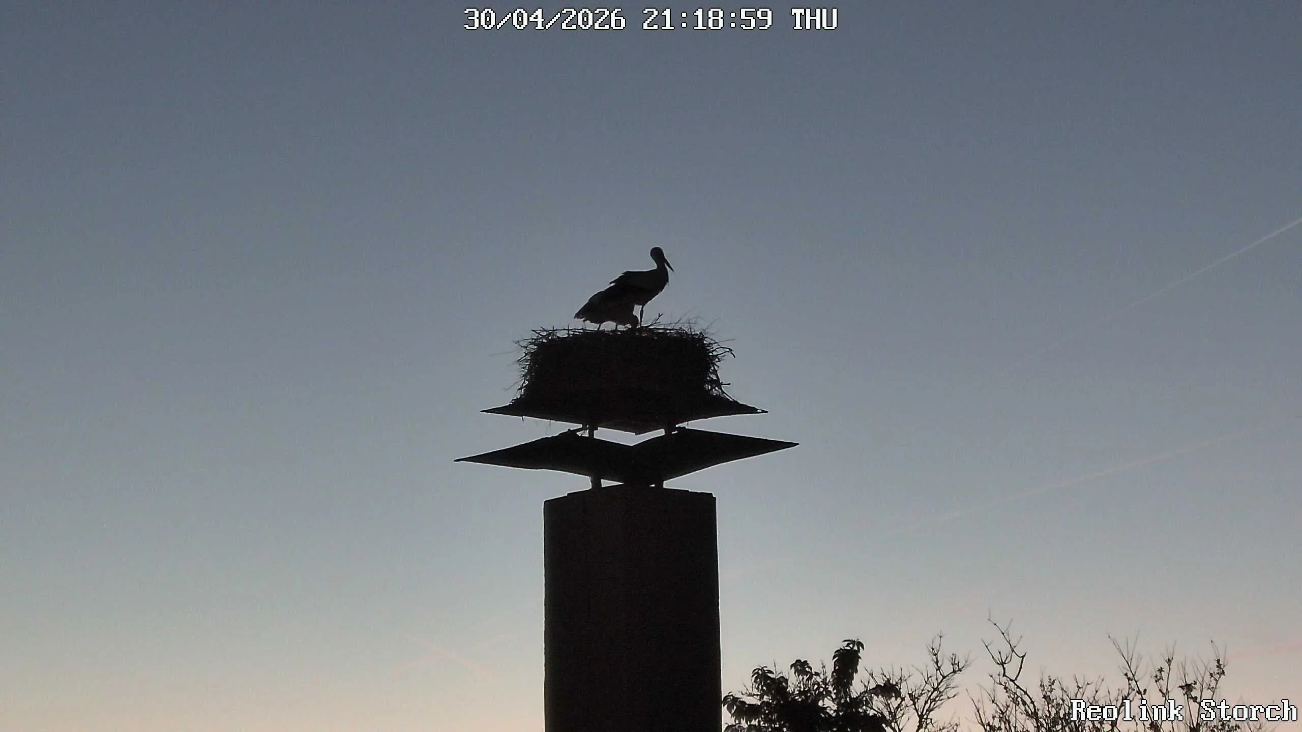 Storchencam Bild