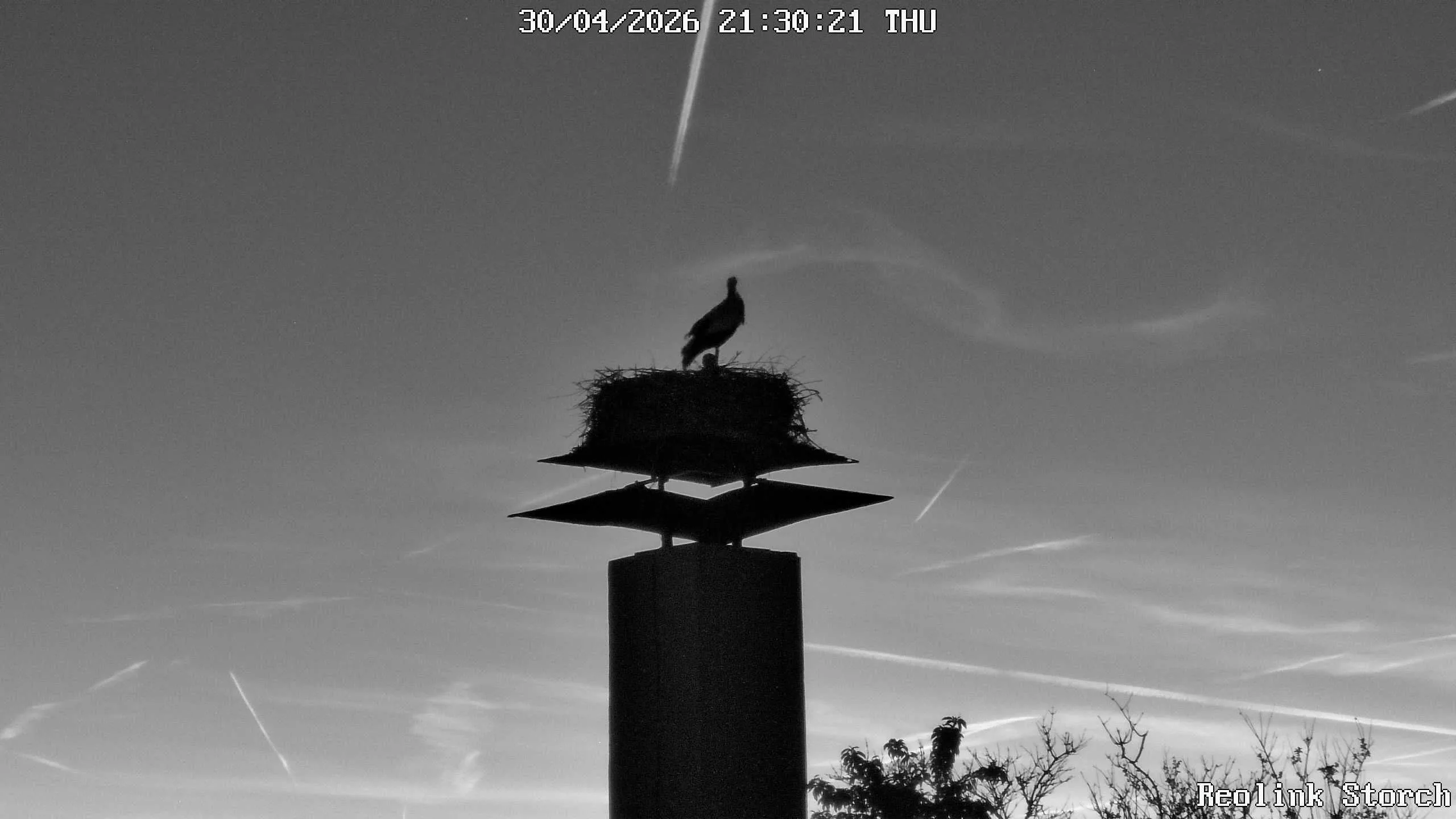 Storchencam Bild