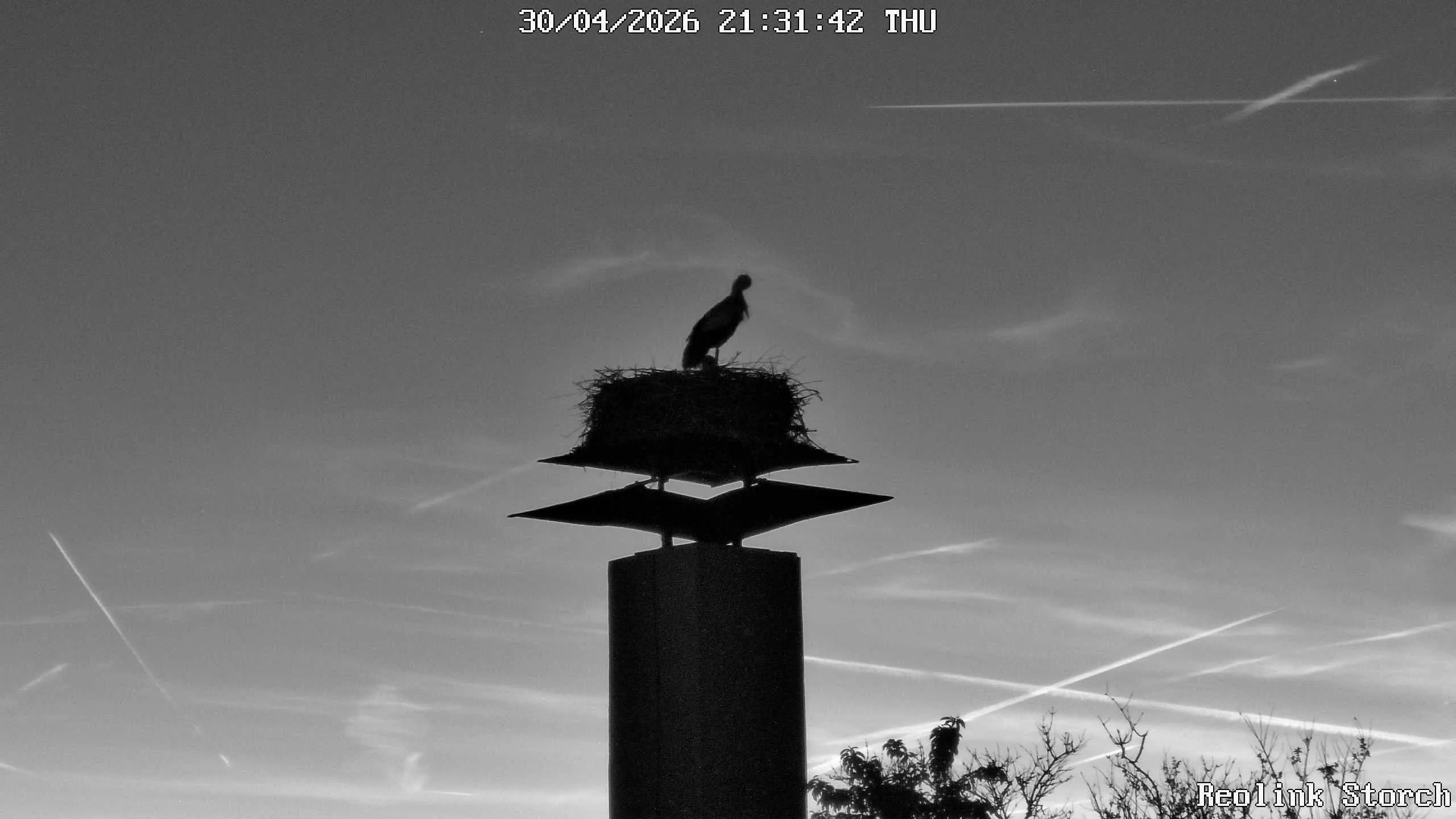 Storchencam Bild