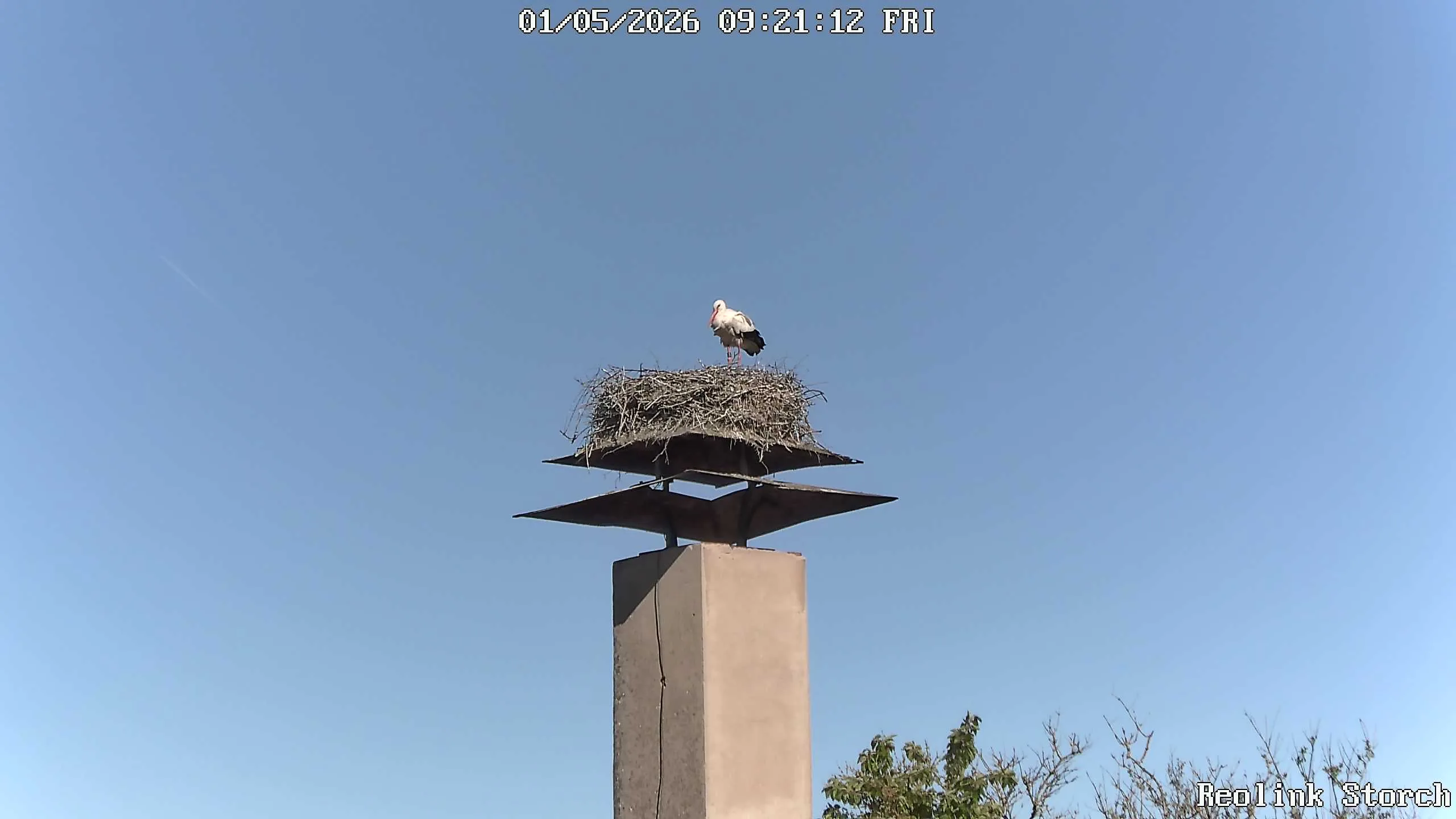 Storchencam Bild
