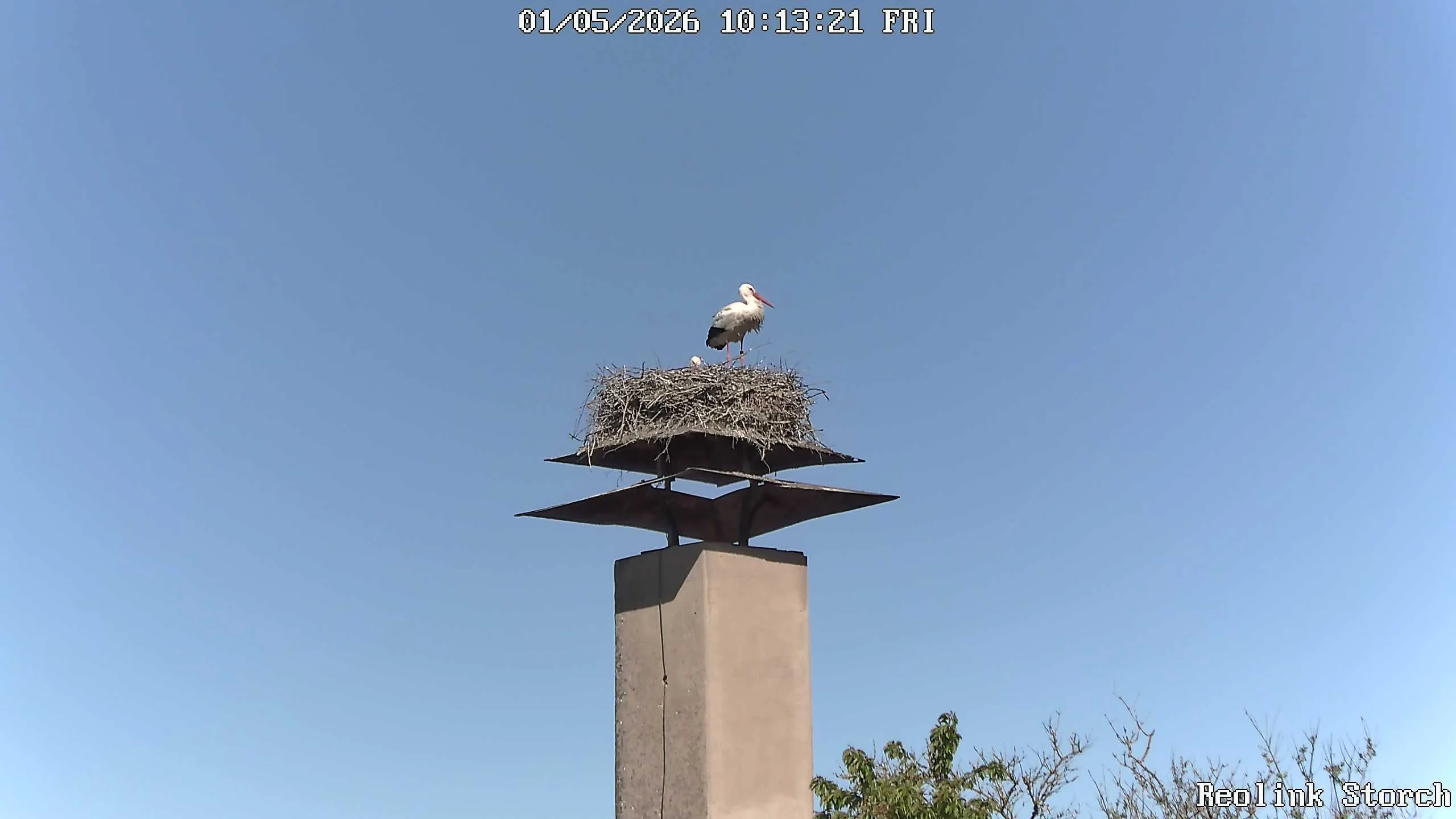 Storchencam Bild
