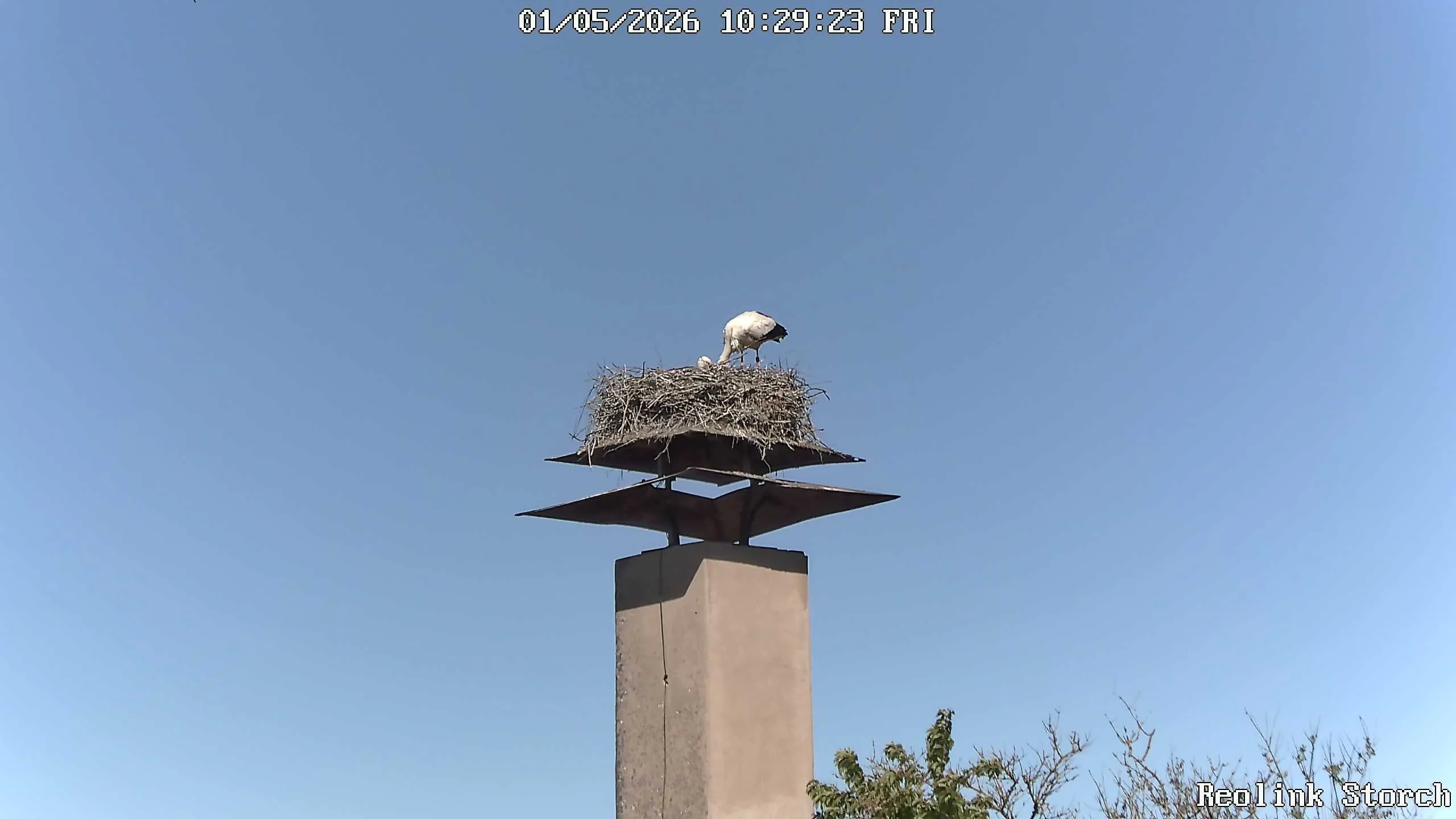 Storchencam Bild