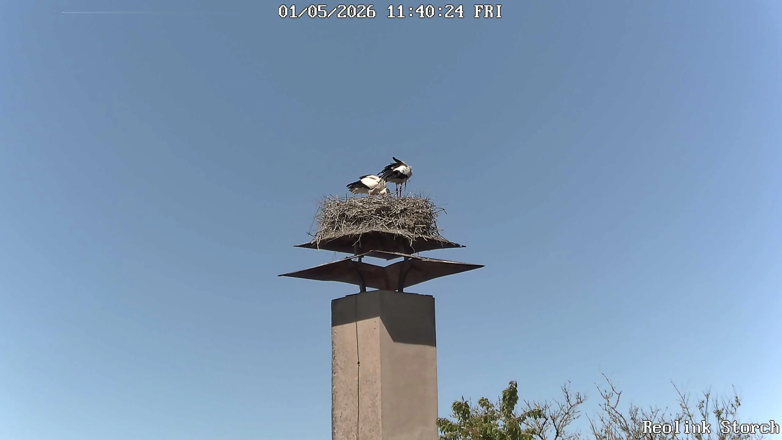 Storchencam Bild