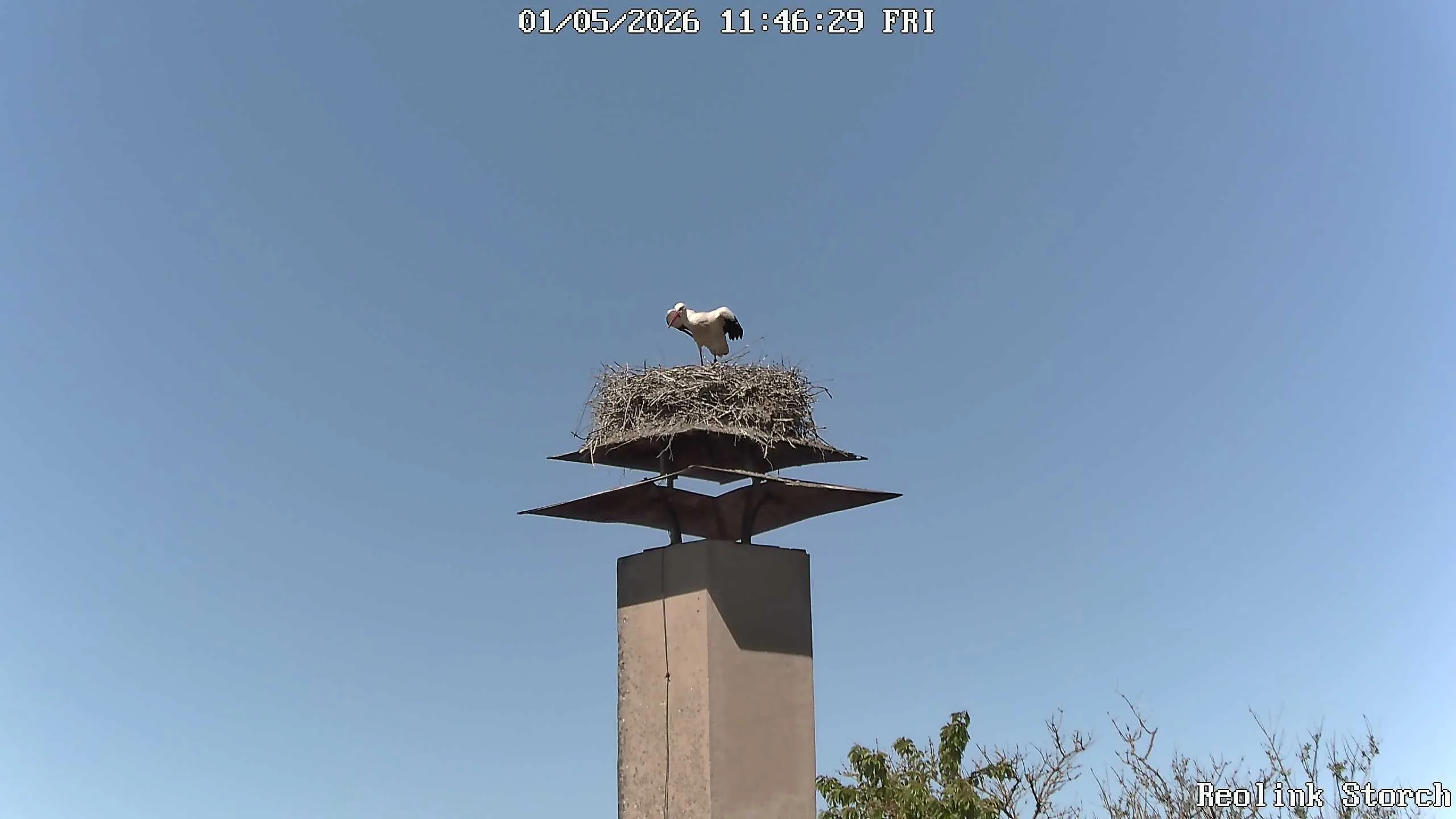 Storchencam Bild