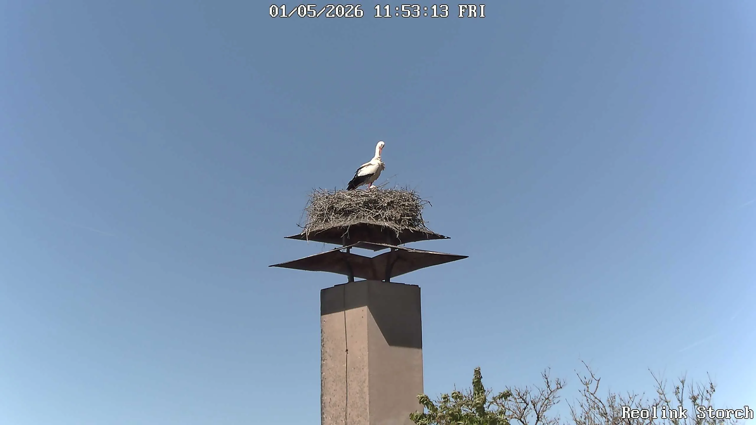 Storchencam Bild