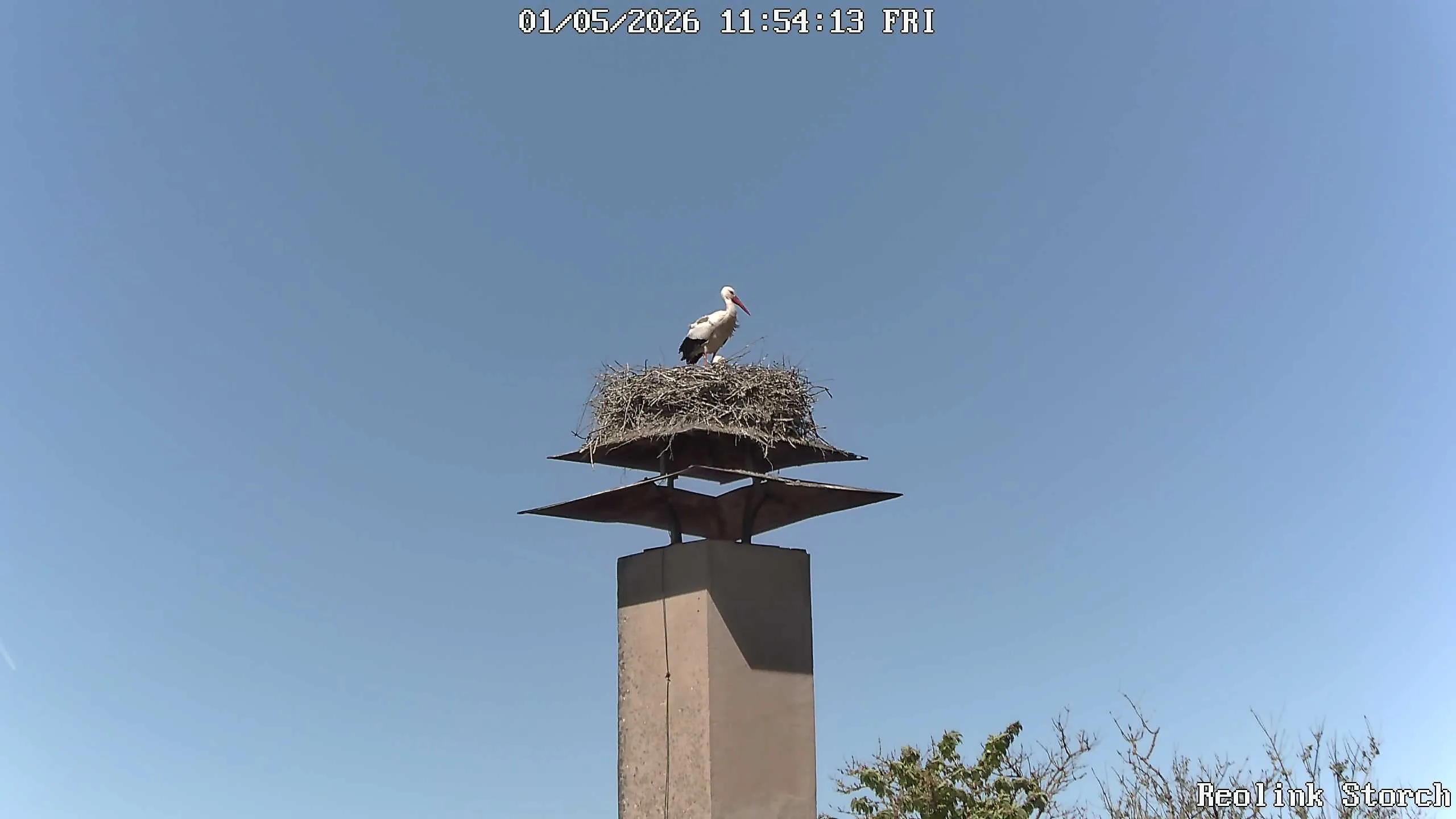 Storchencam Bild