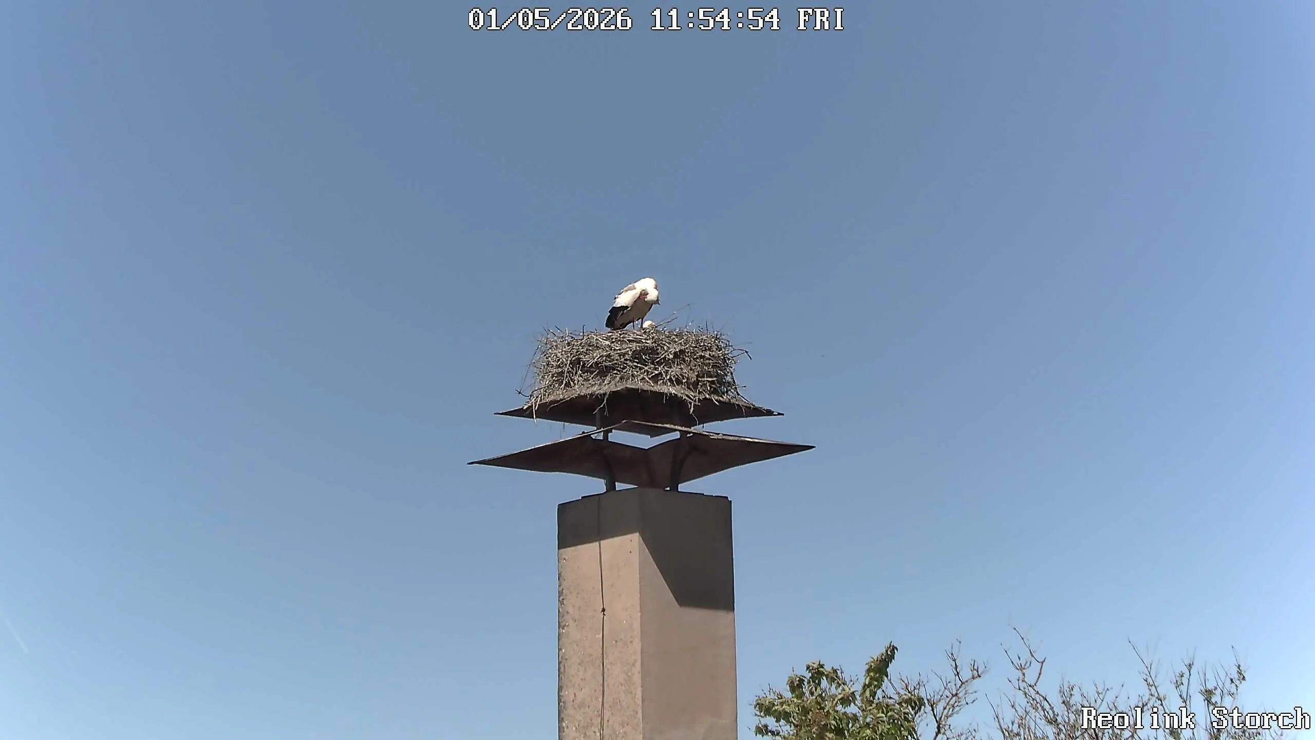 Storchencam Bild