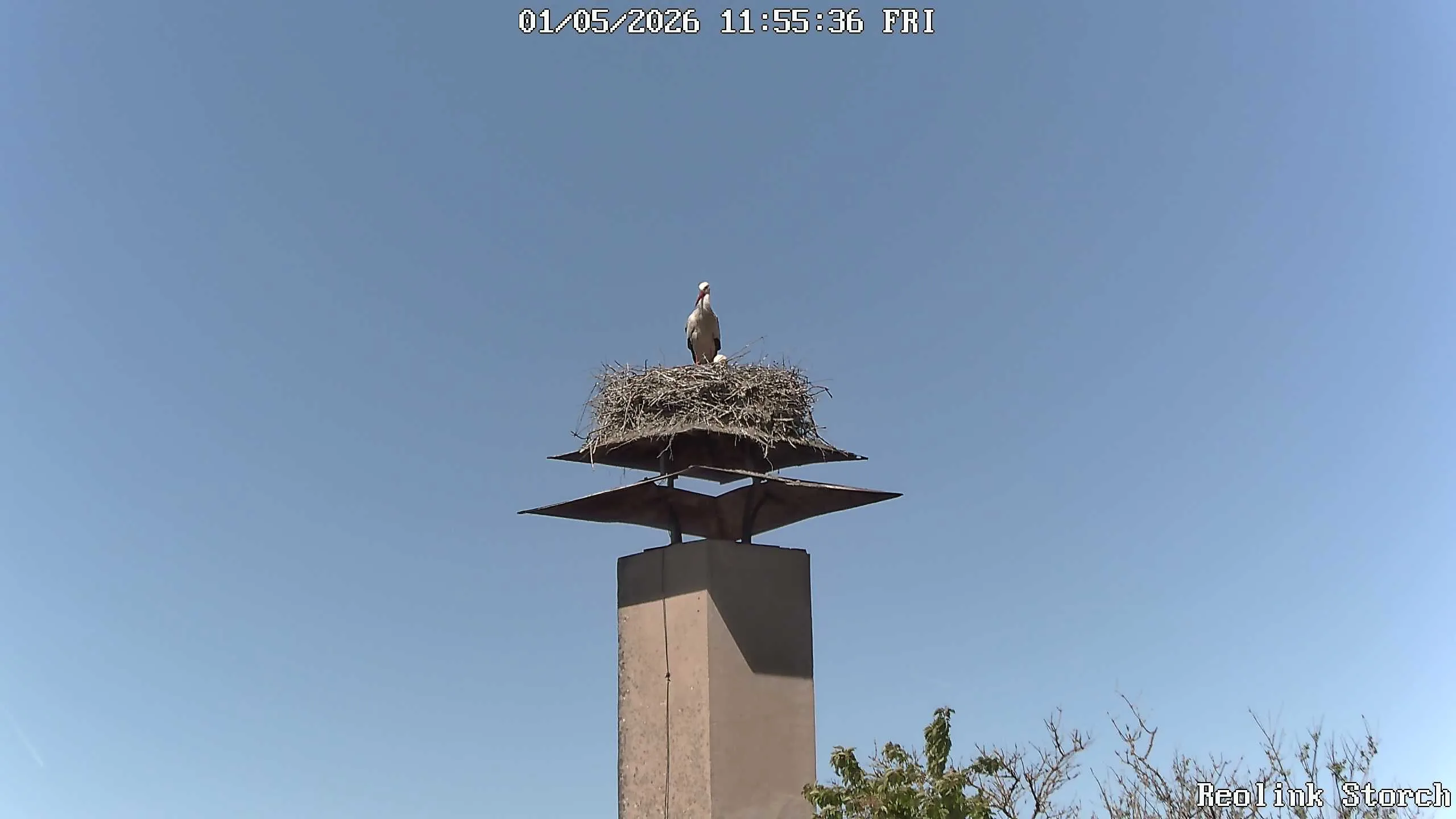 Storchencam Bild