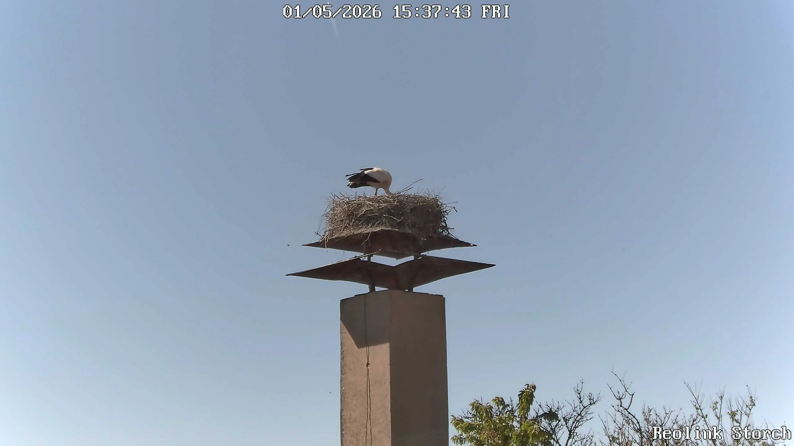 Storchencam Bild