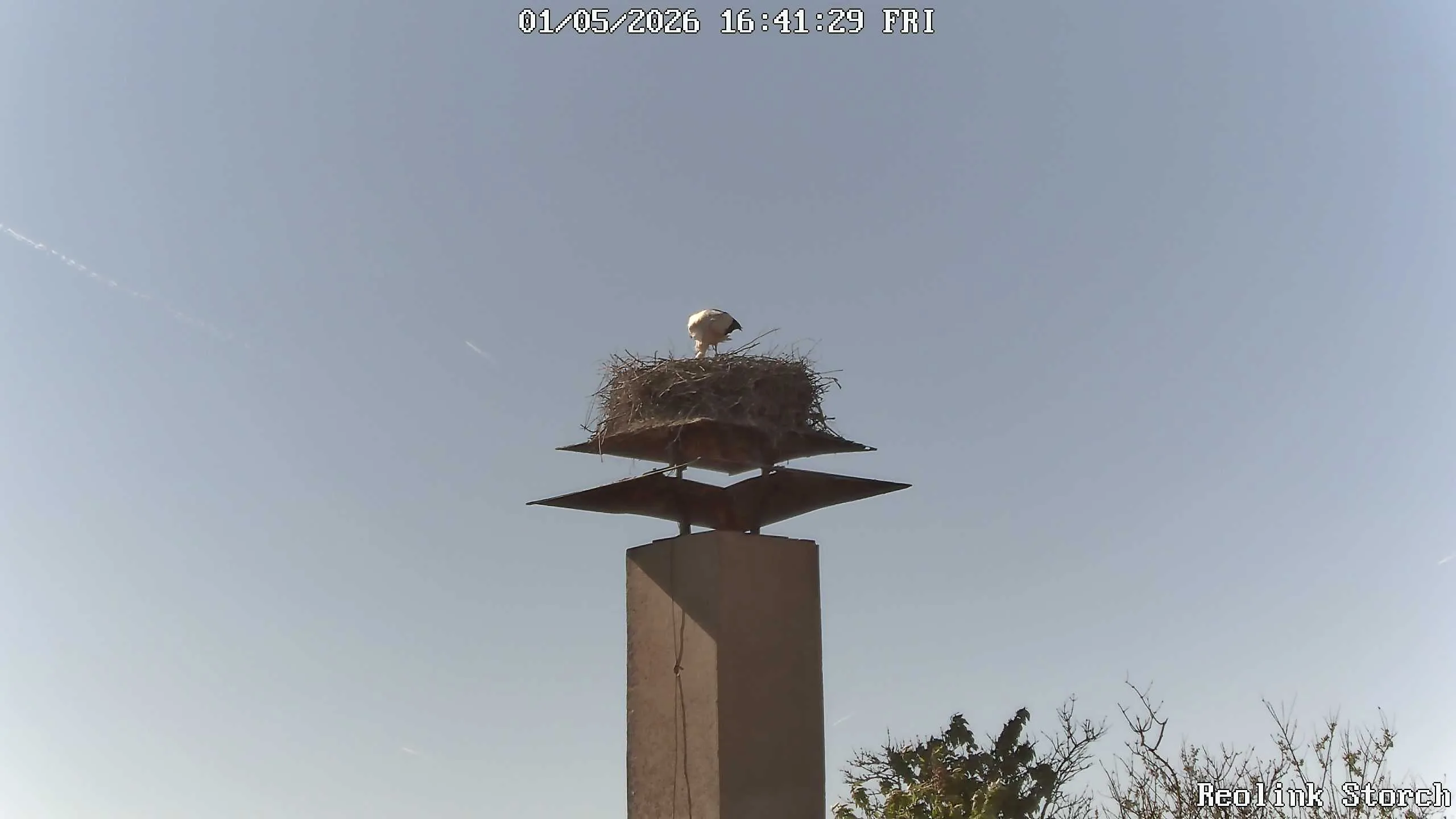 Storchencam Bild