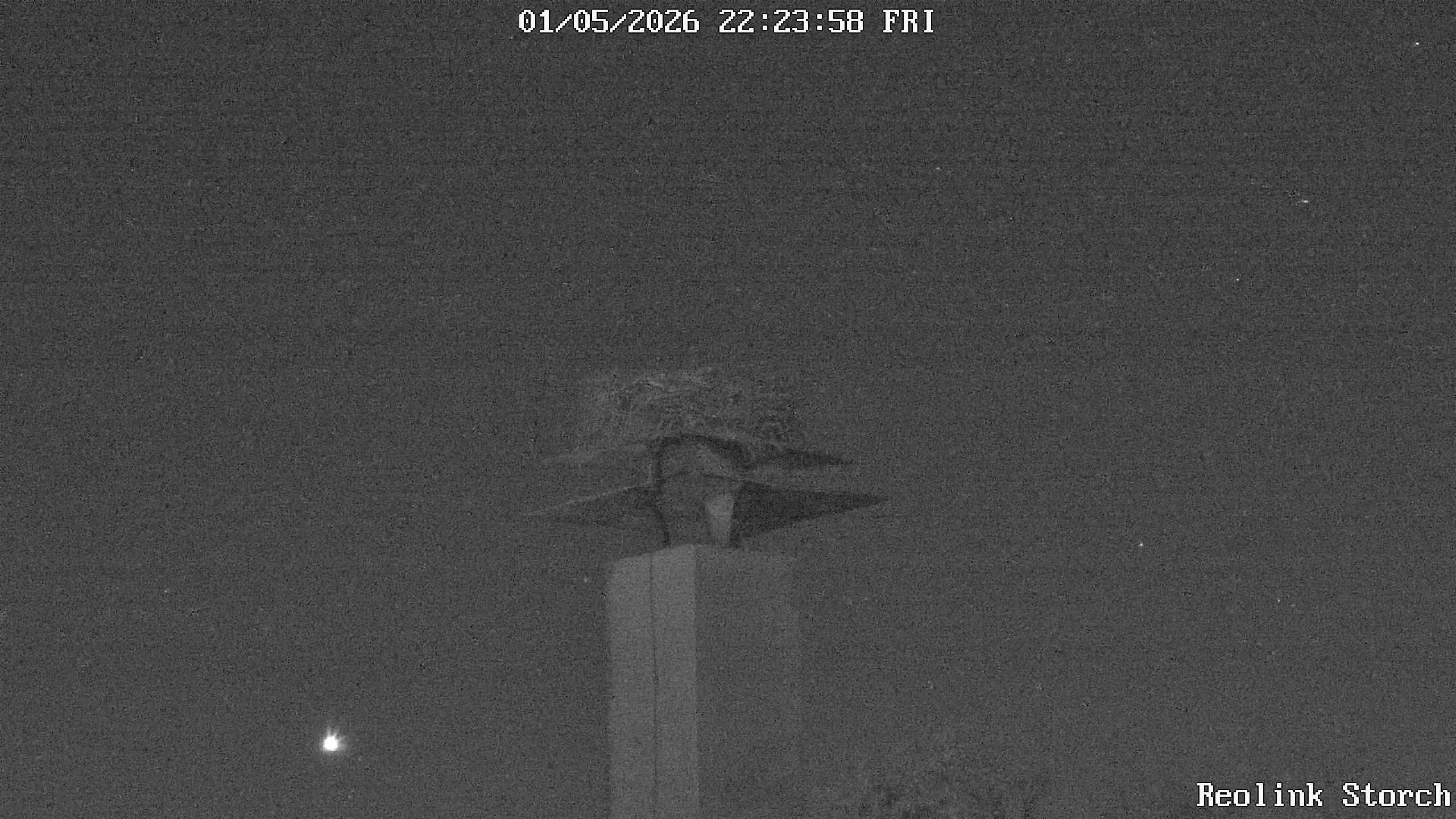 Storchencam Bild