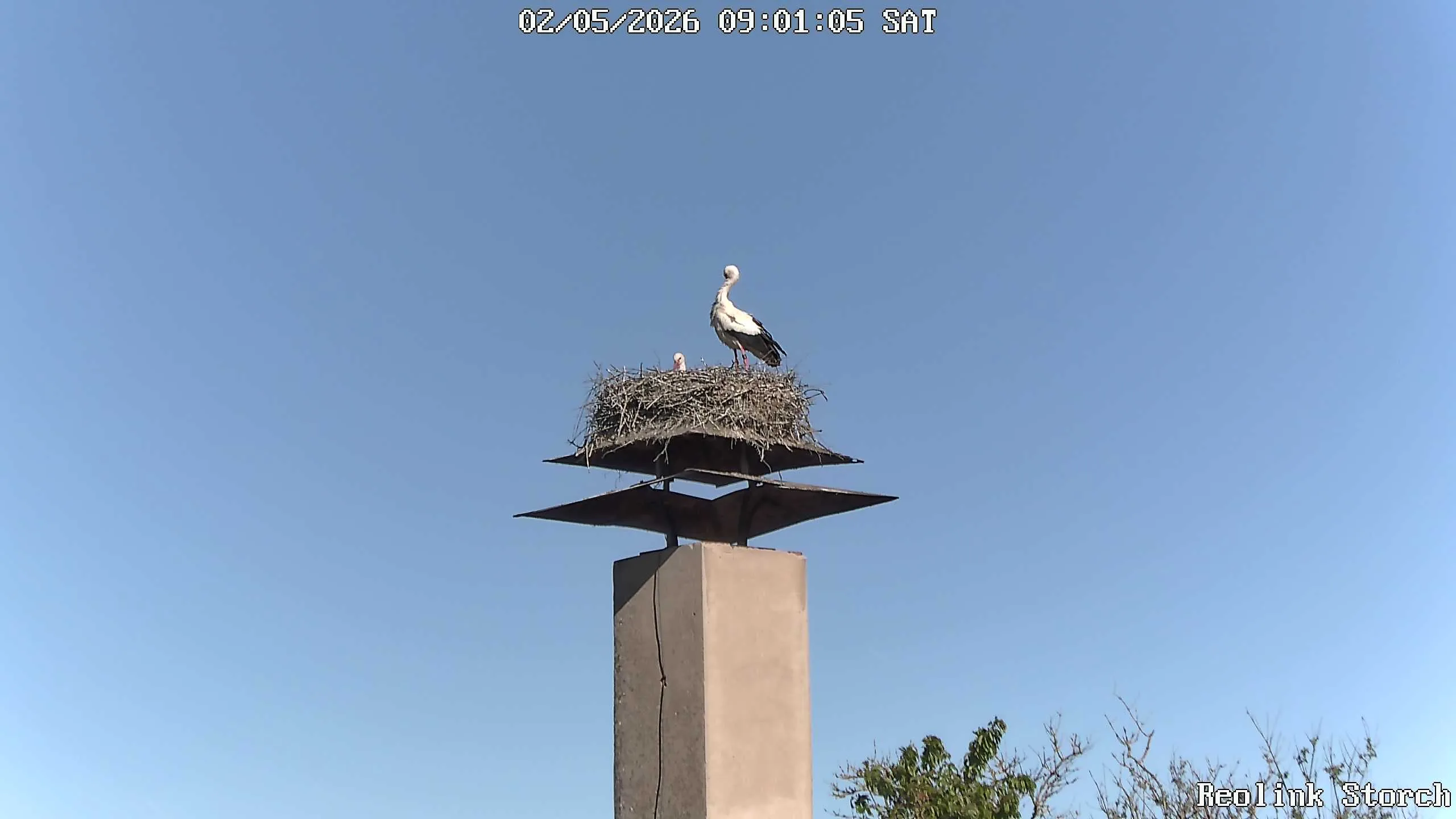 Storchencam Bild