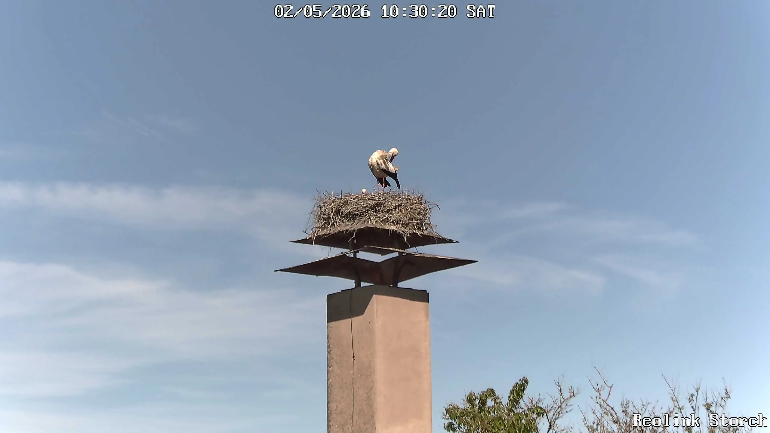 Storchencam Bild