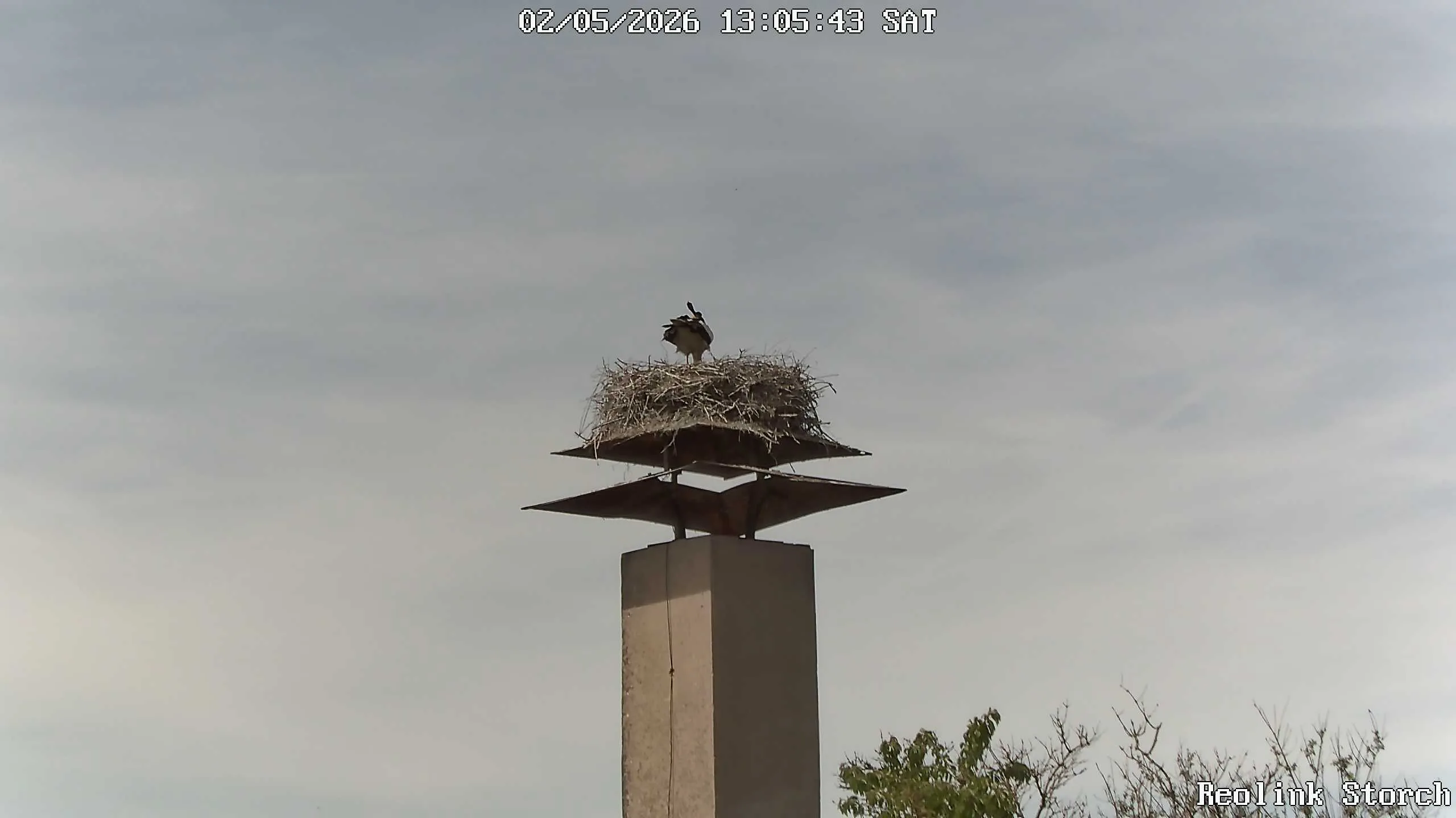 Storchencam Bild