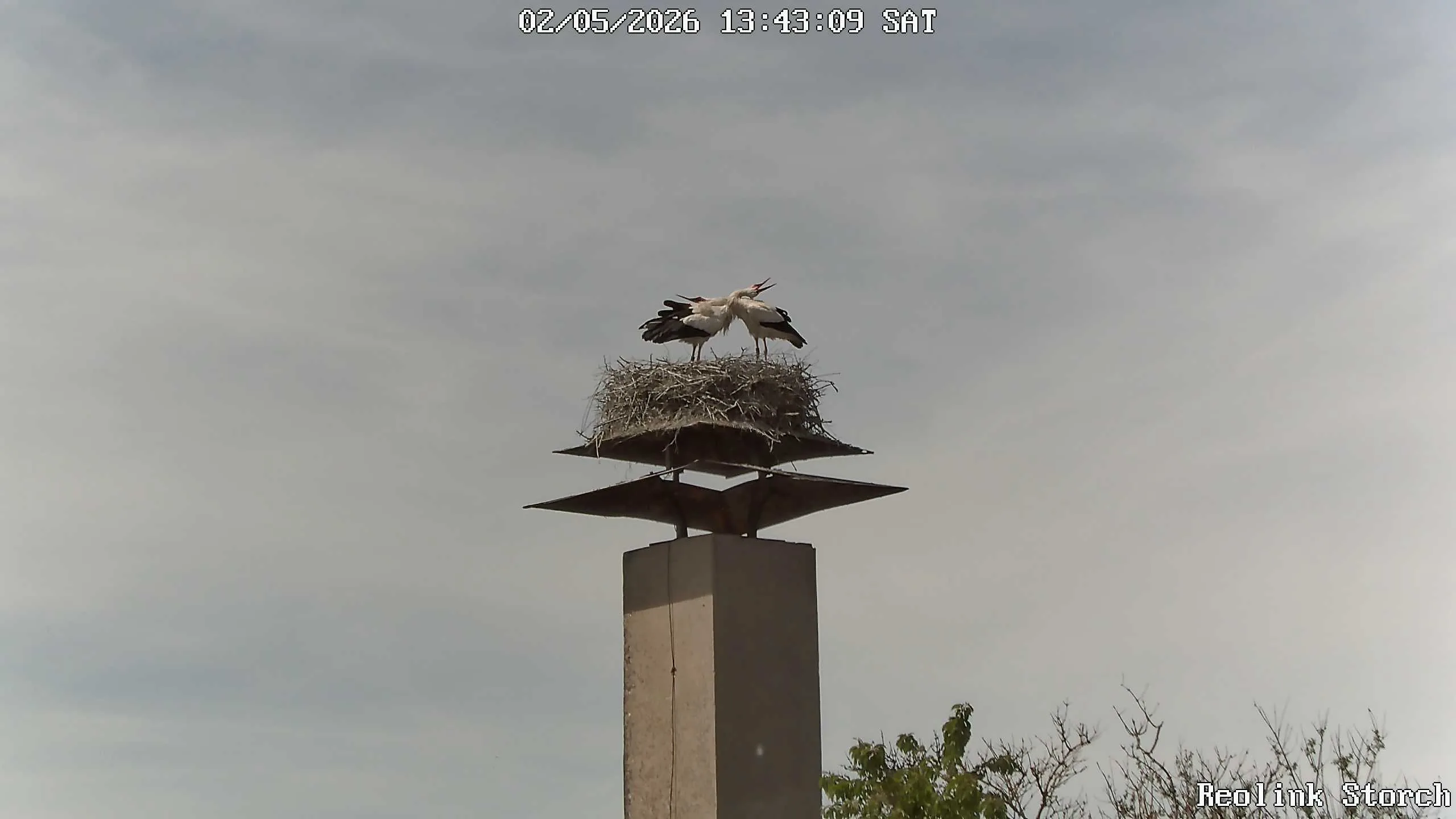 Storchencam Bild