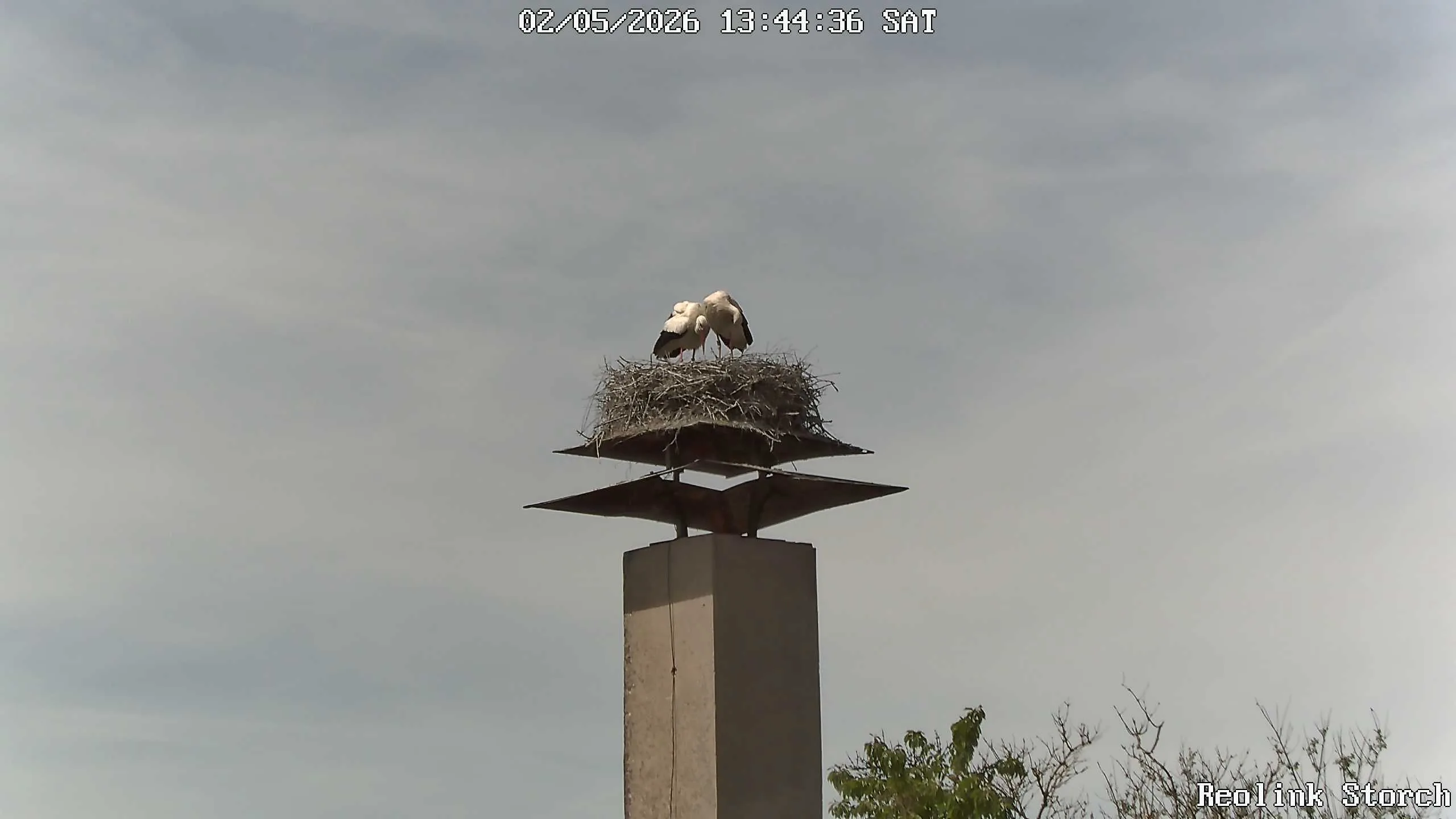 Storchencam Bild