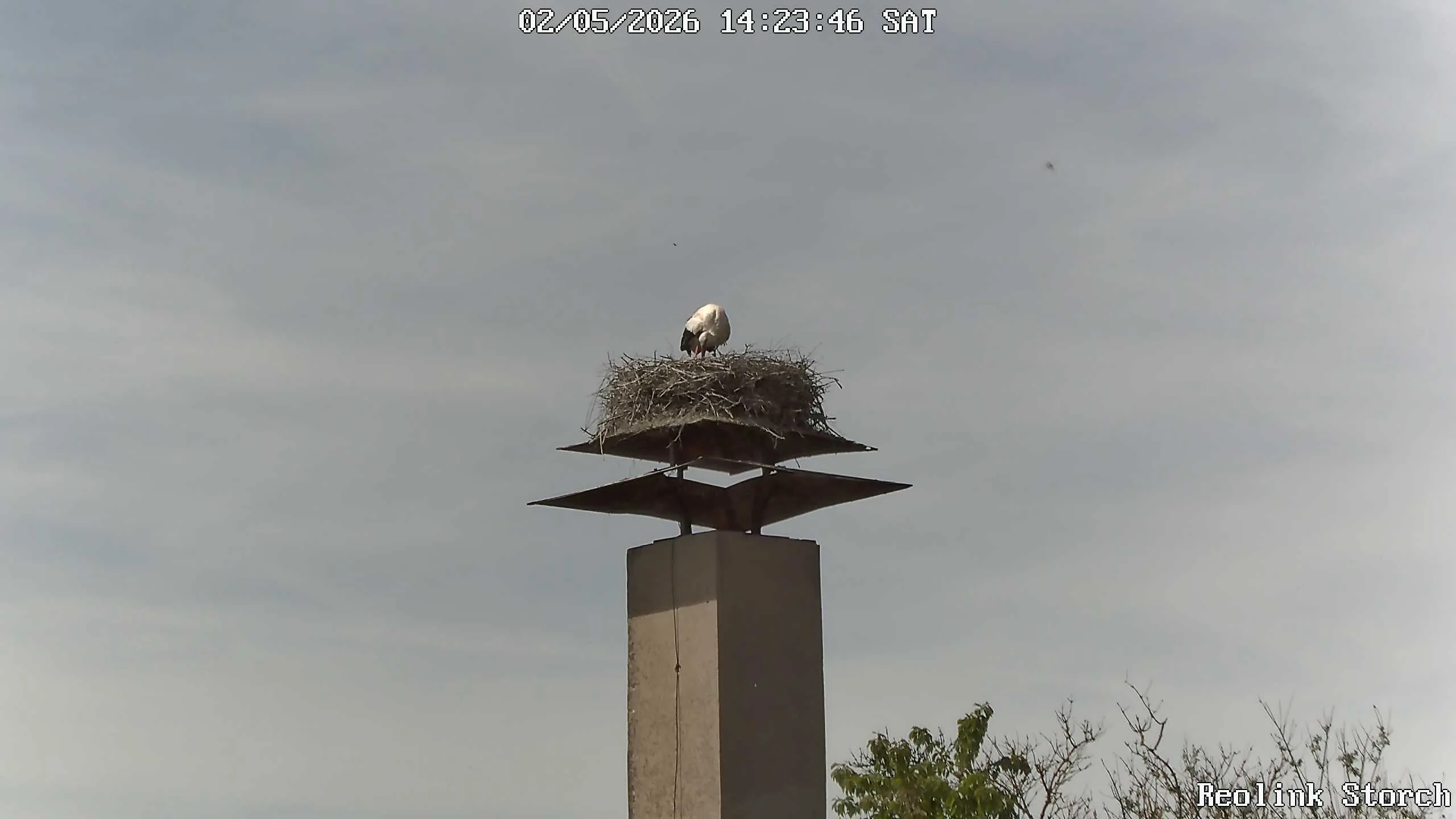 Storchencam Bild