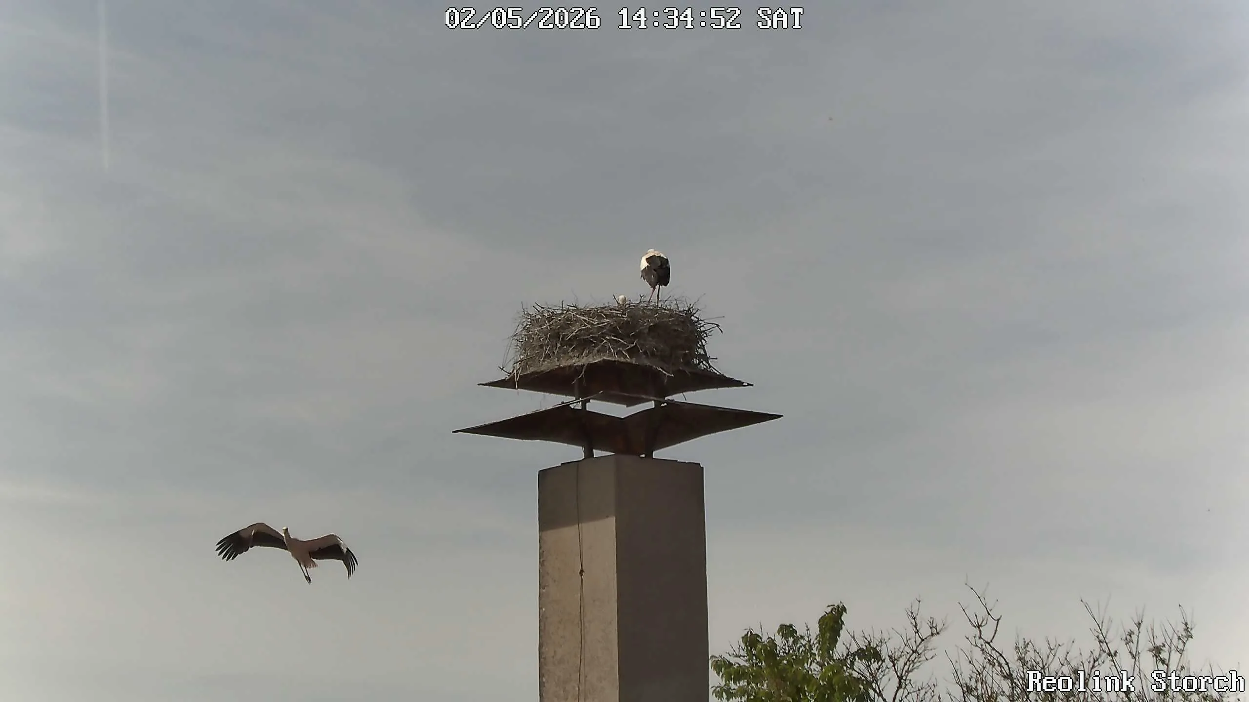 Storchencam Bild