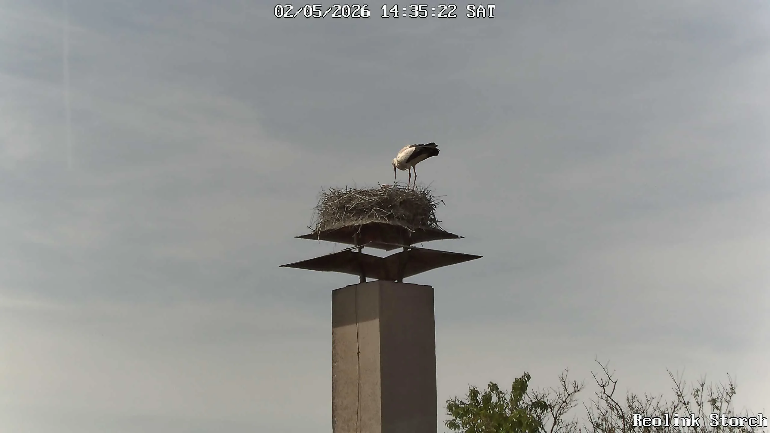 Storchencam Bild