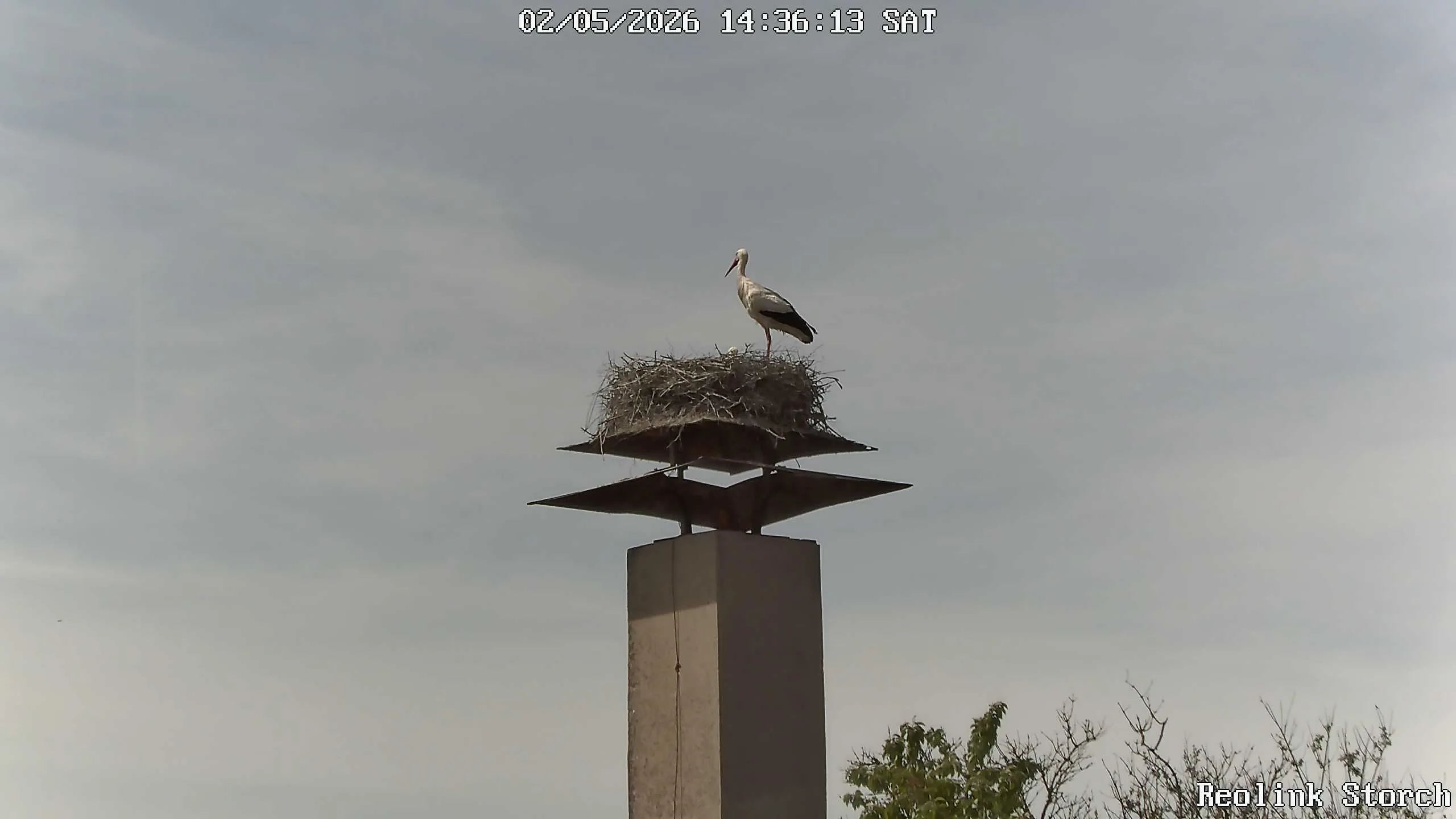 Storchencam Bild