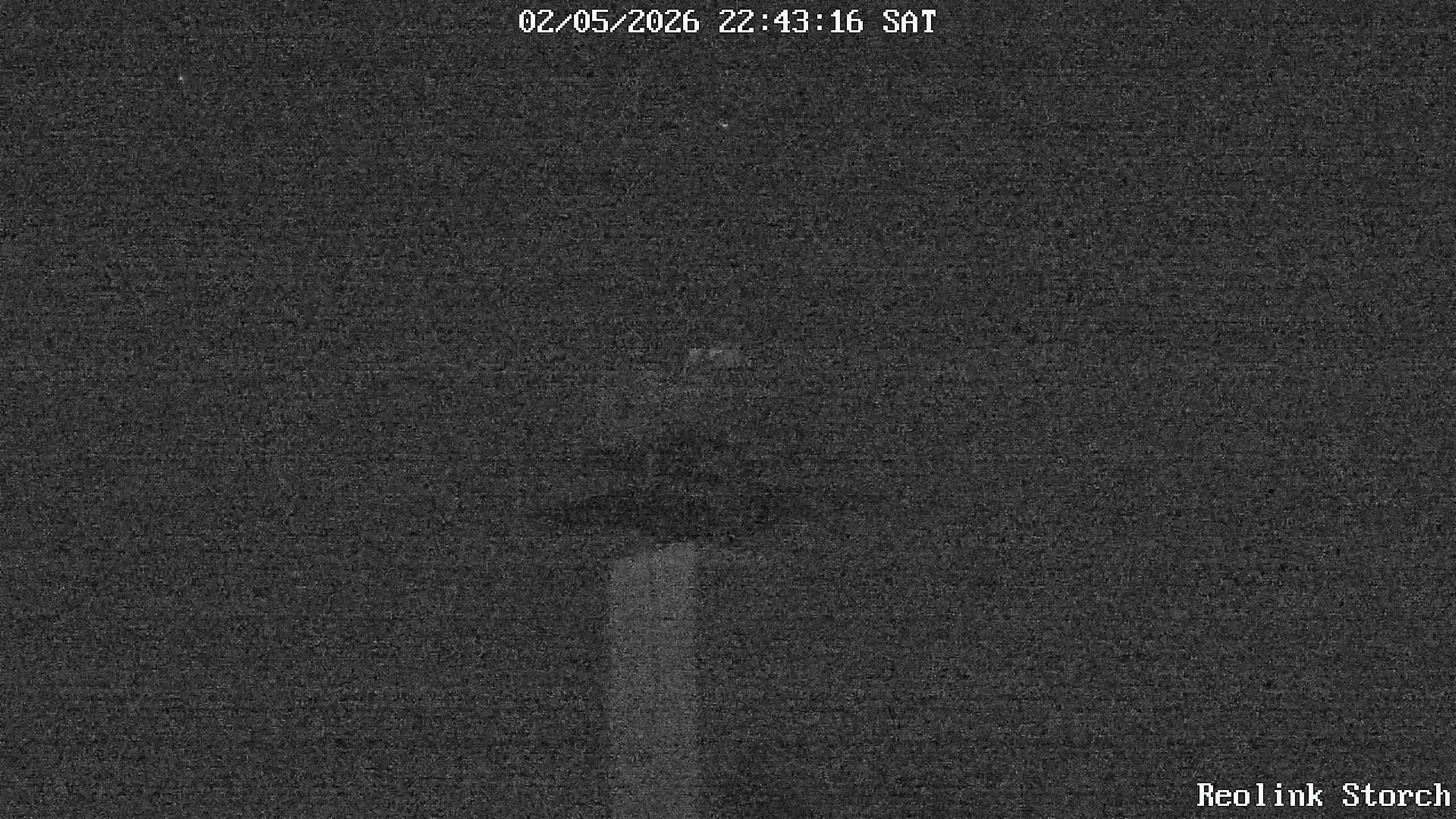 Storchencam Bild