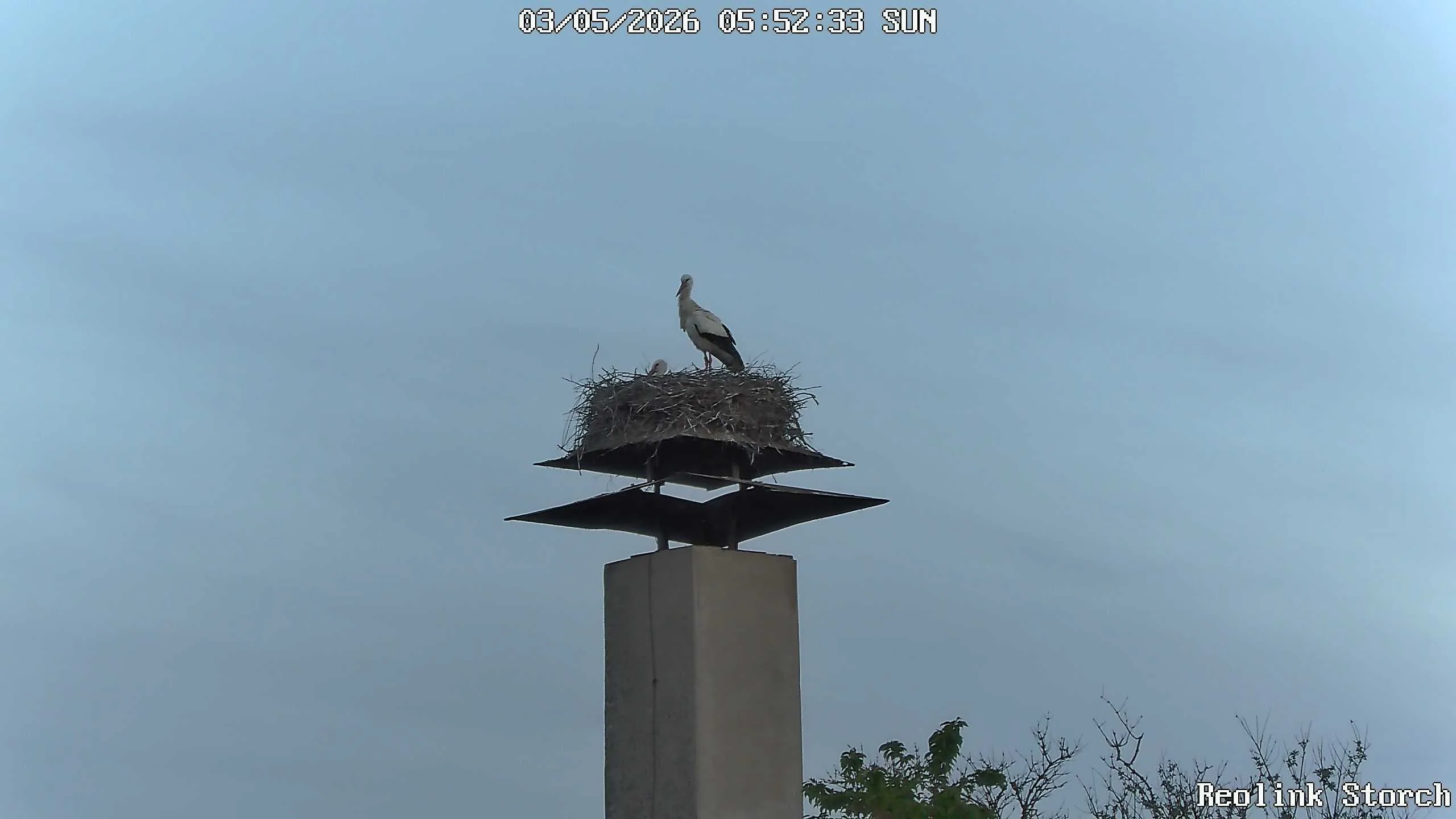 Storchencam Bild