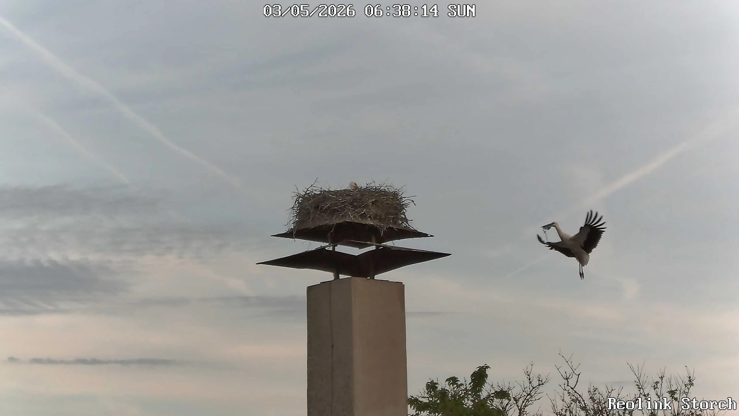 Storchencam Bild