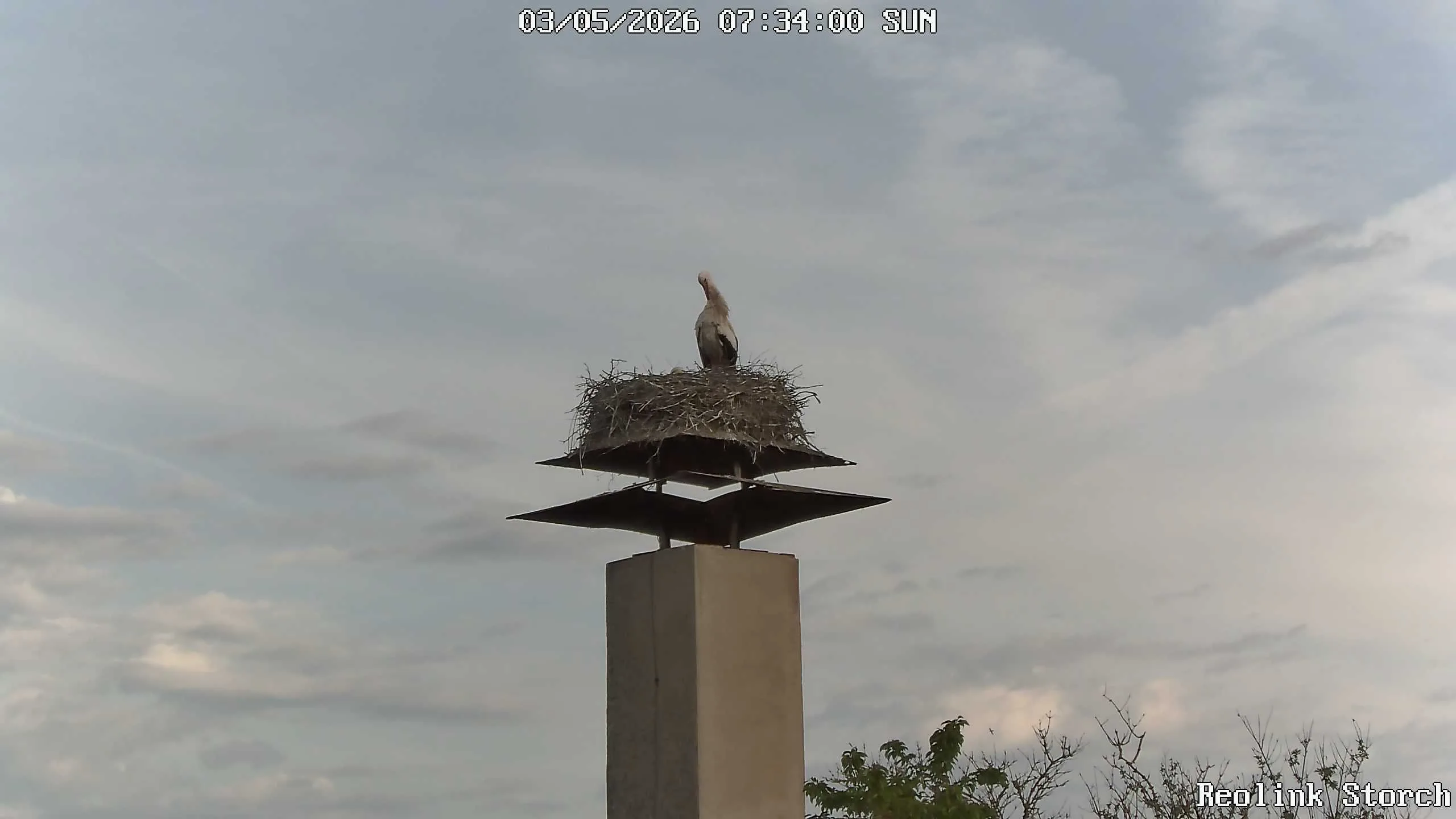 Storchencam Bild