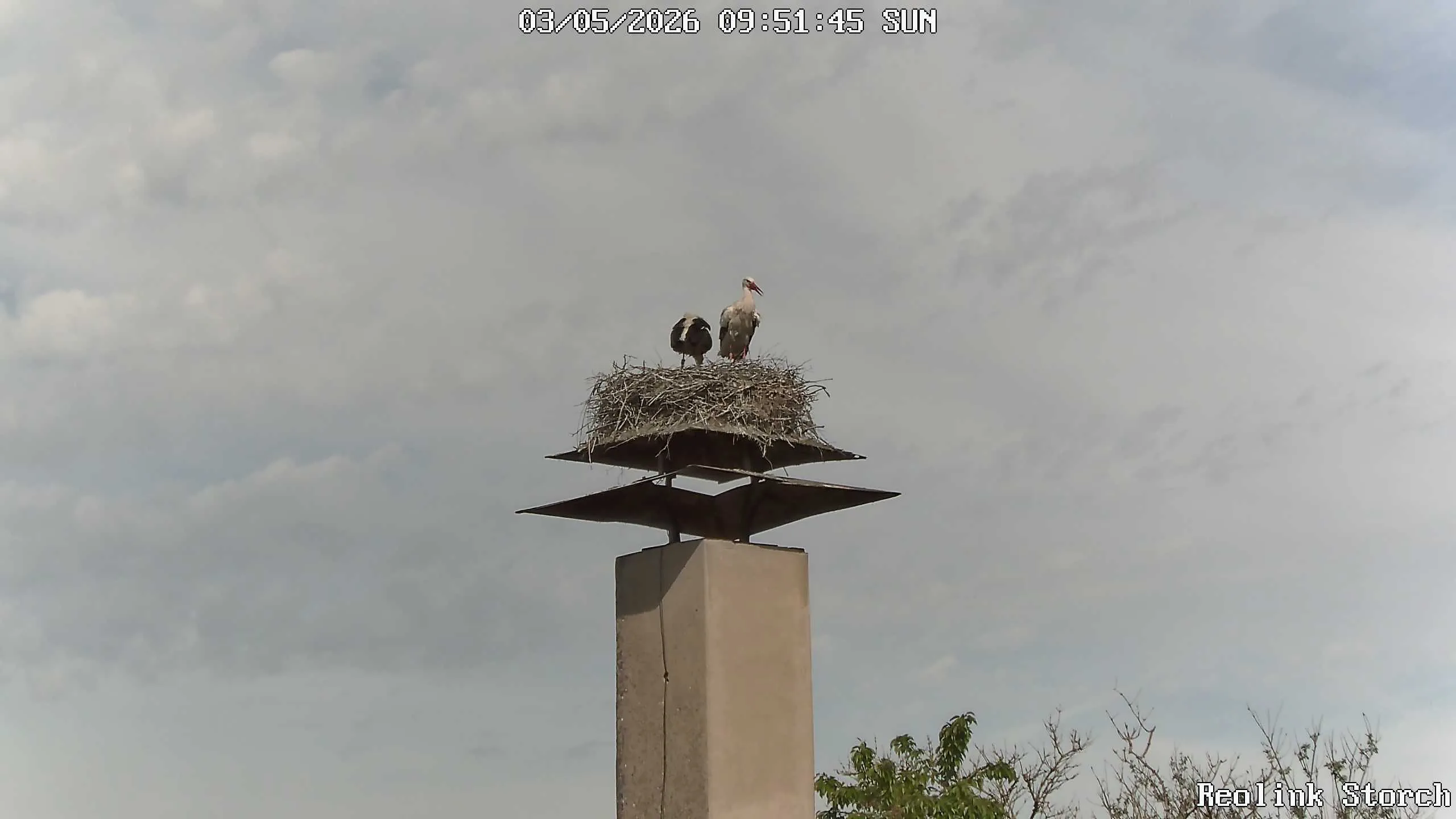 Storchencam Bild