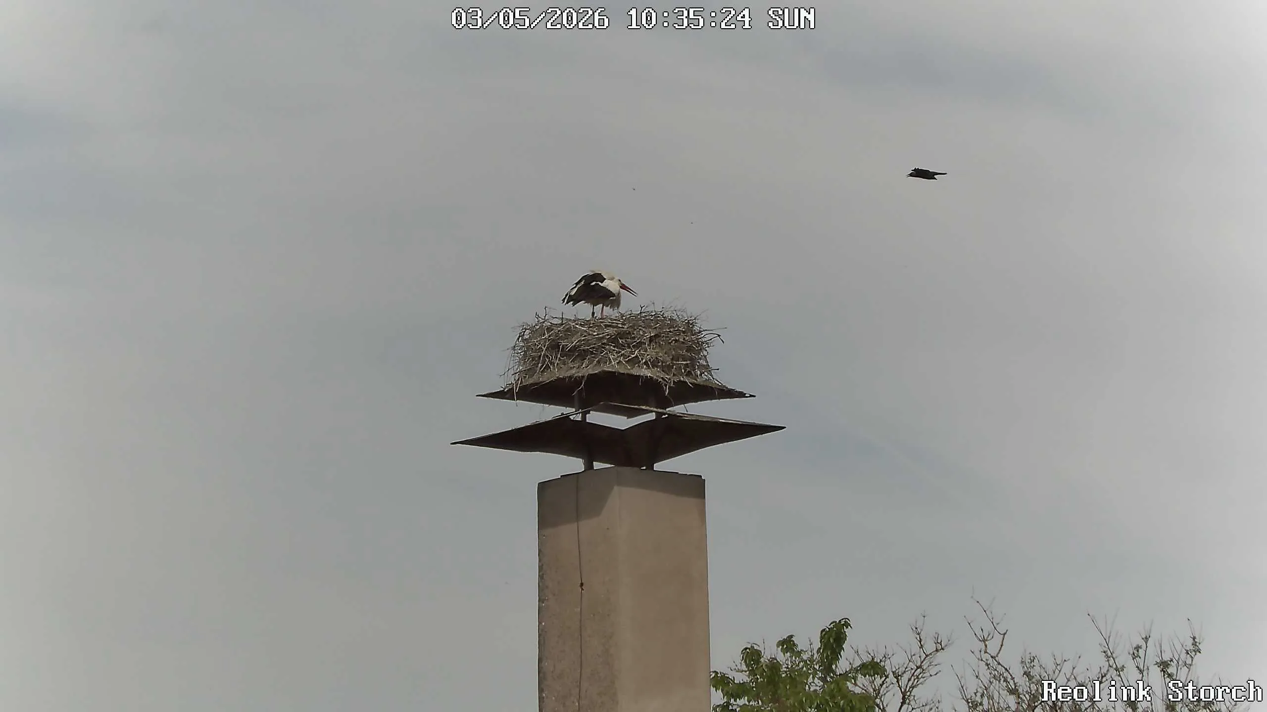 Storchencam Bild