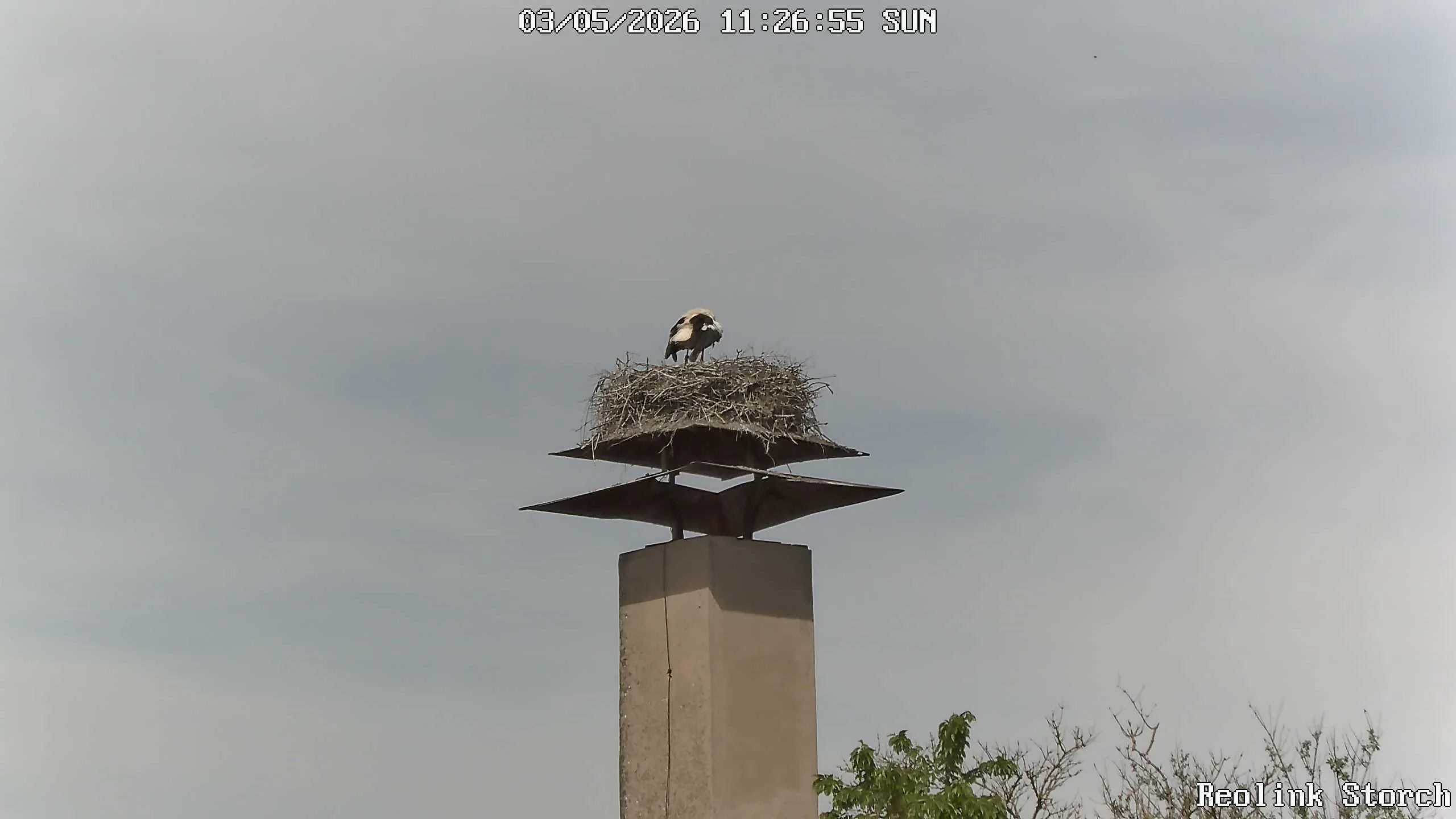 Storchencam Bild