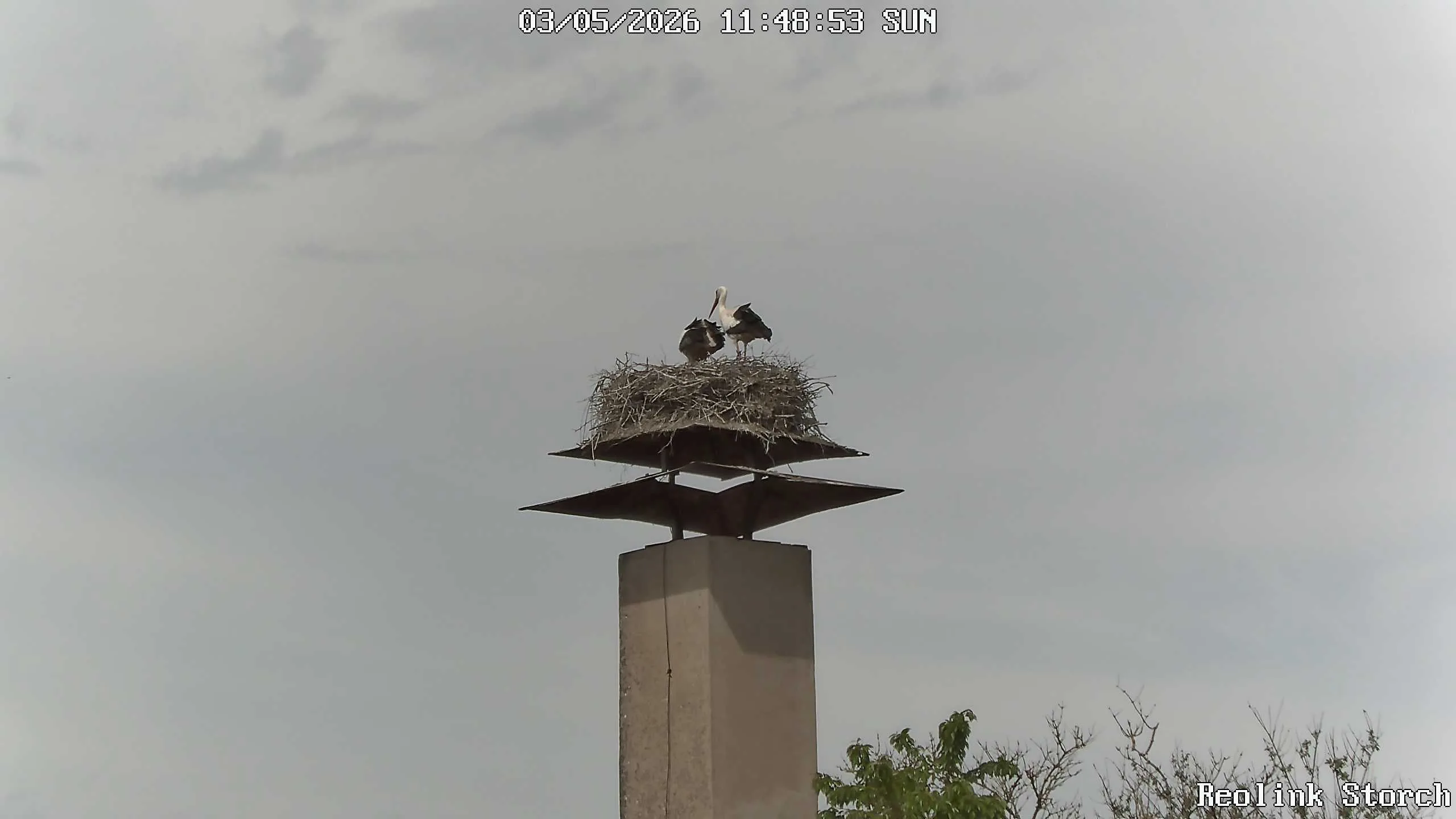 Storchencam Bild