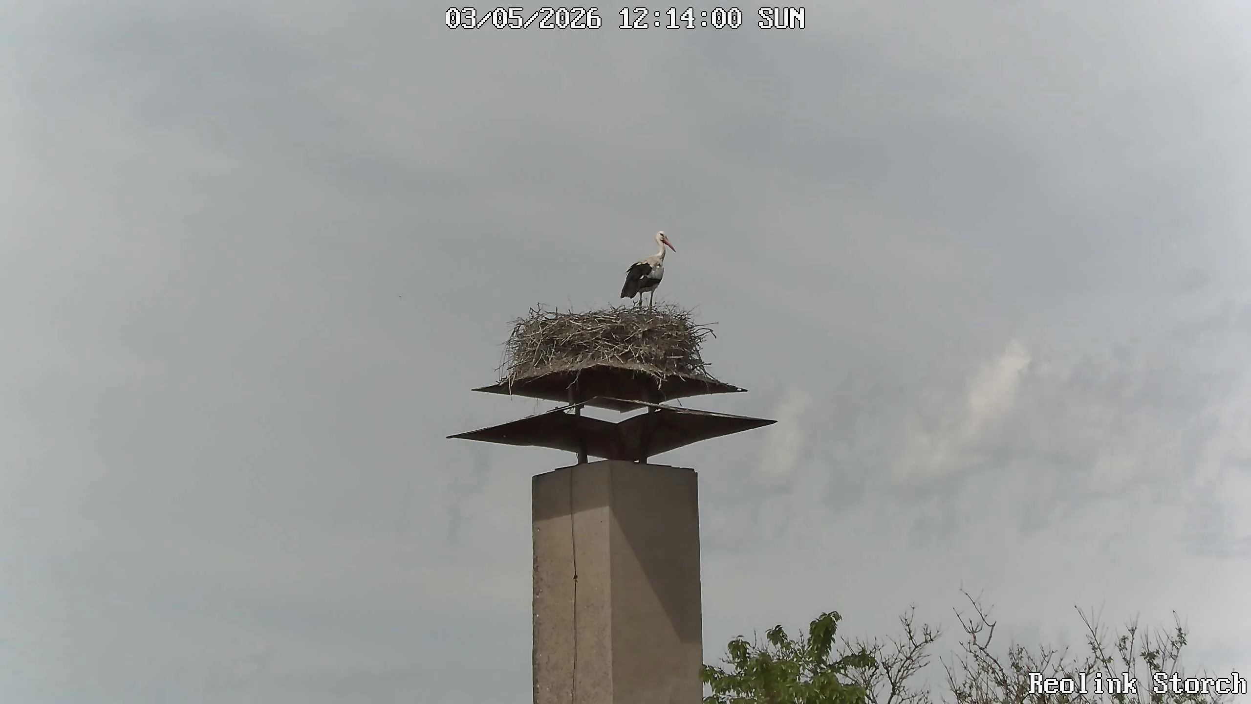 Storchencam Bild