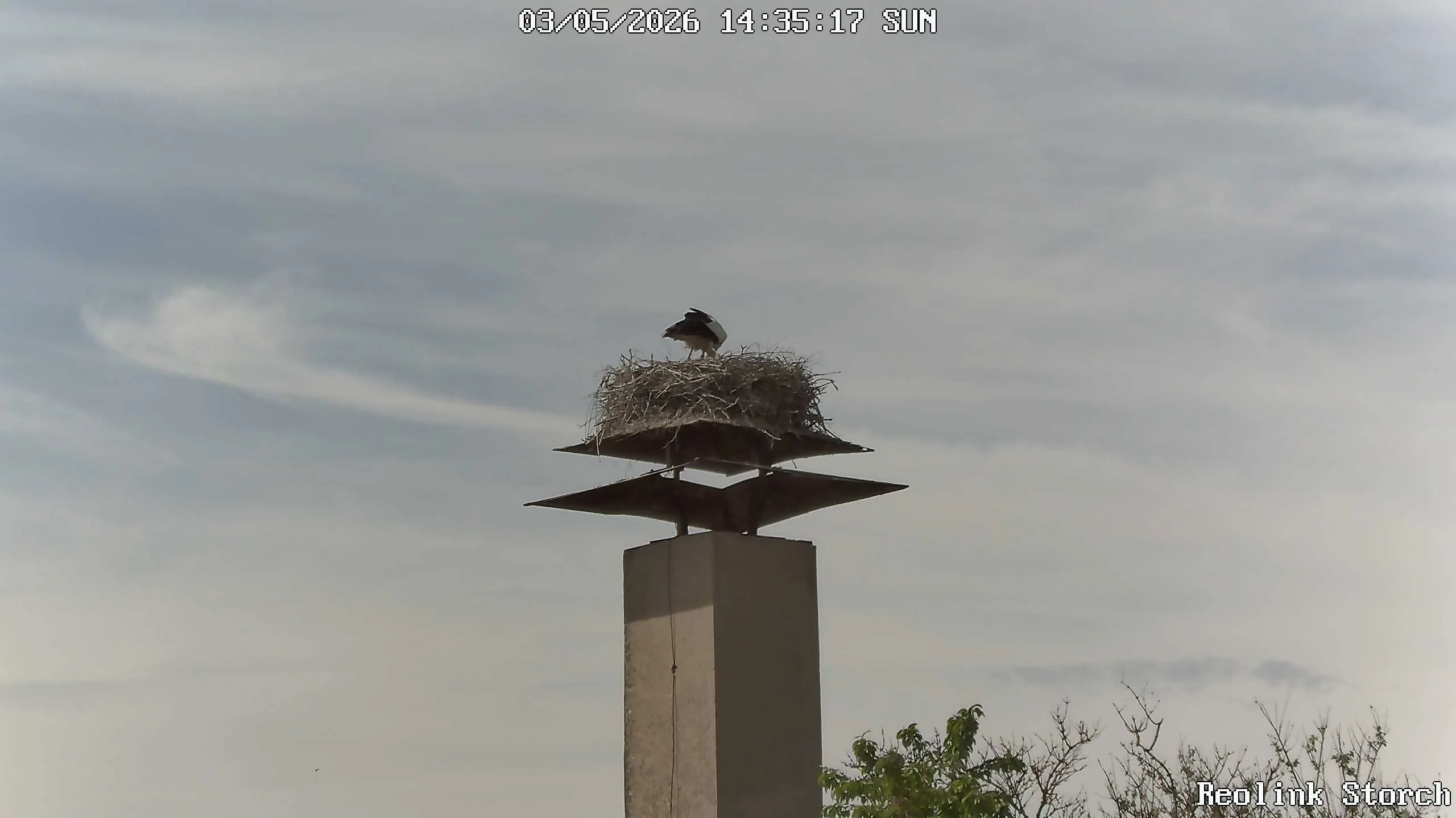 Storchencam Bild