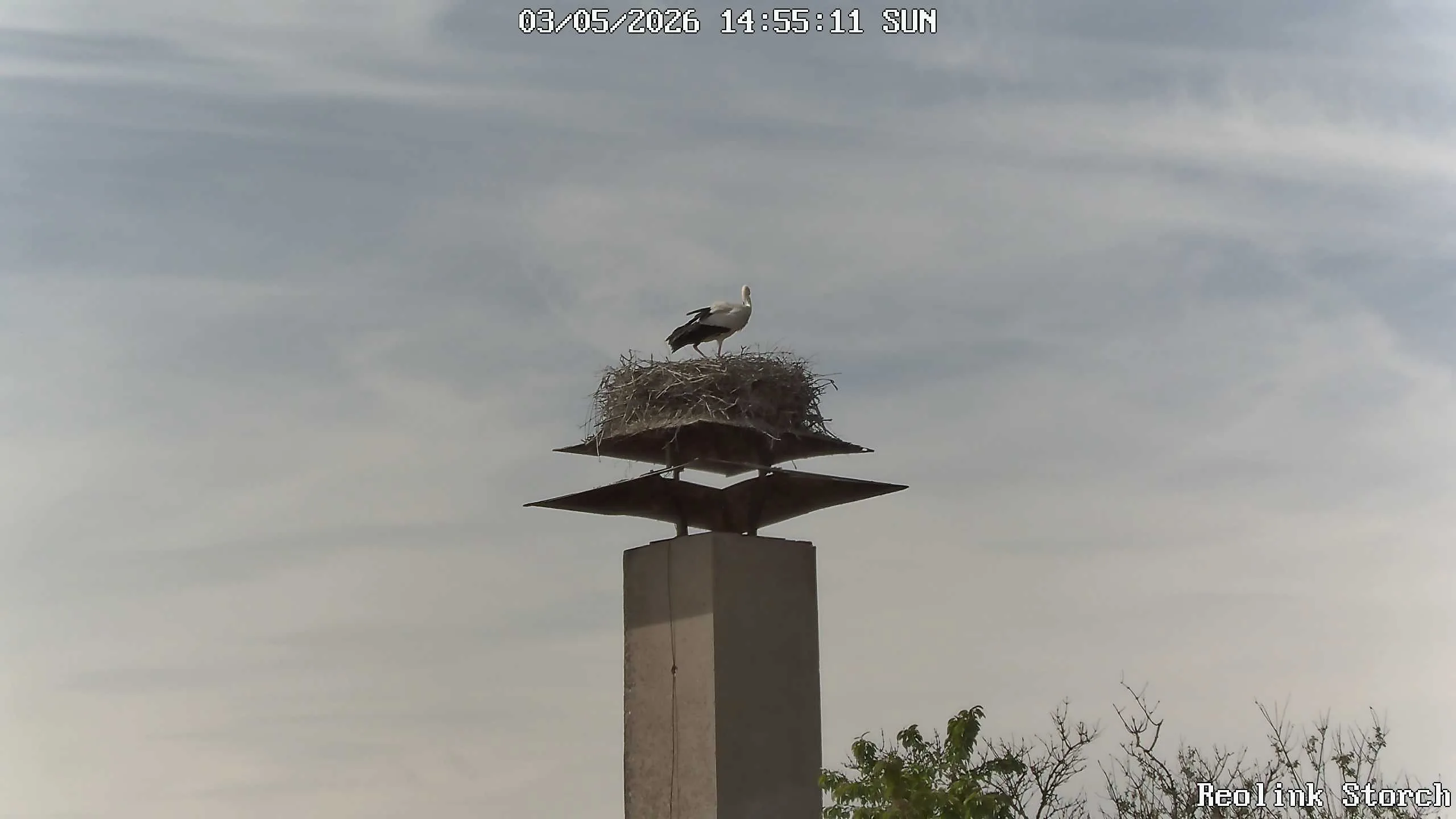 Storchencam Bild
