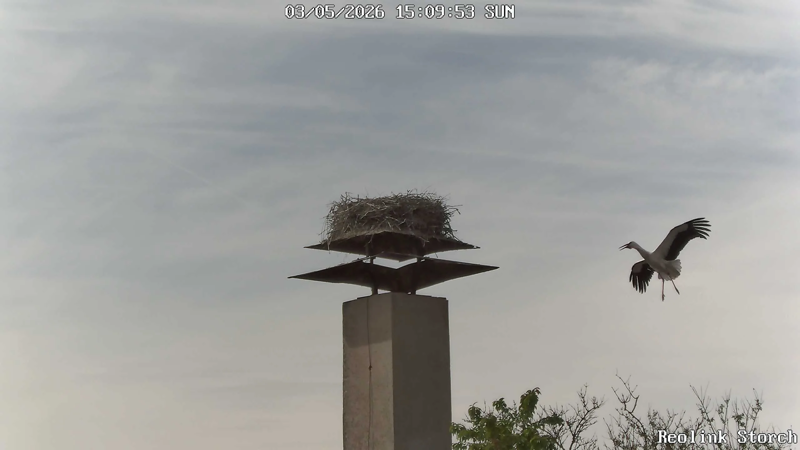 Storchencam Bild