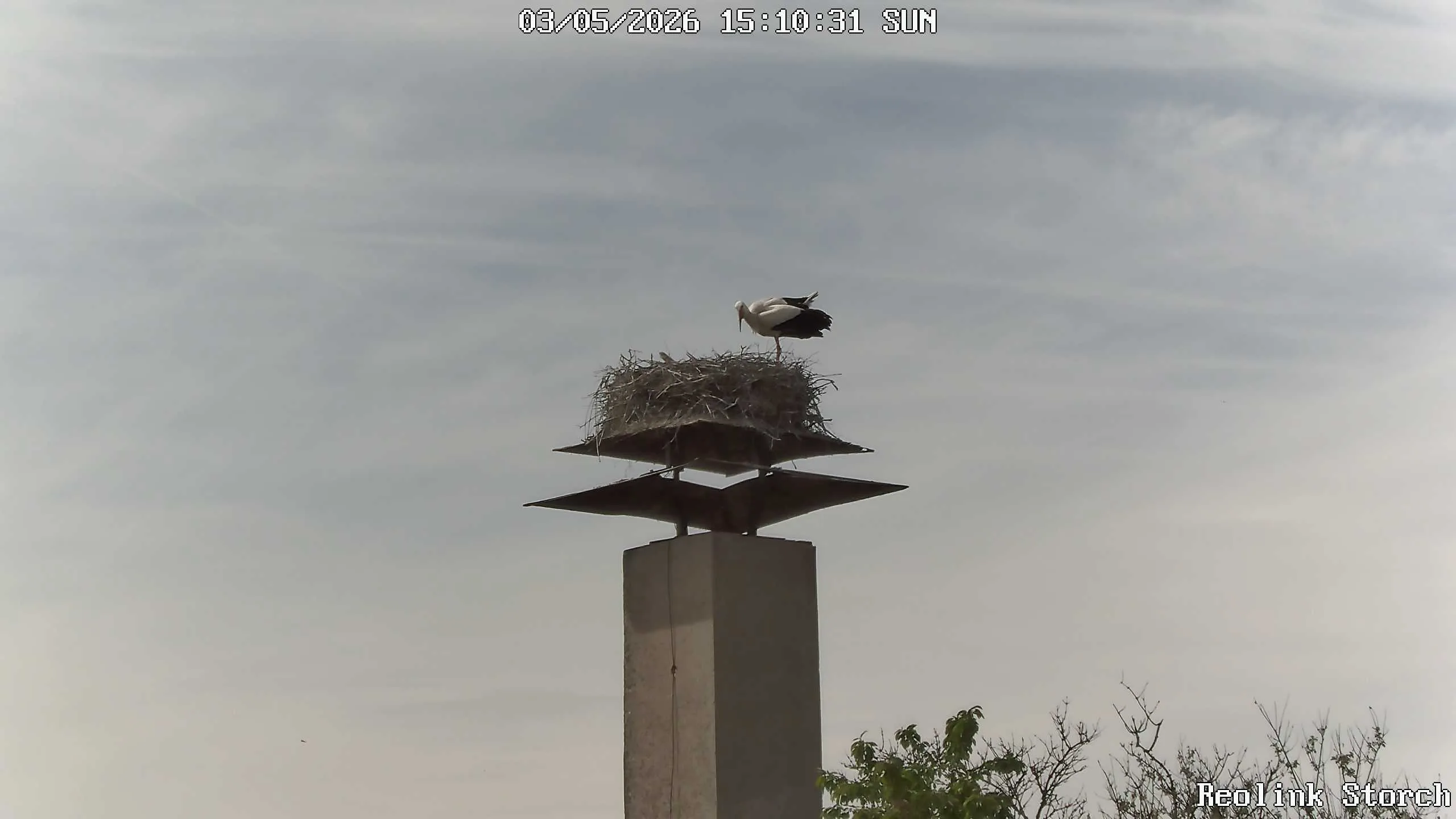 Storchencam Bild